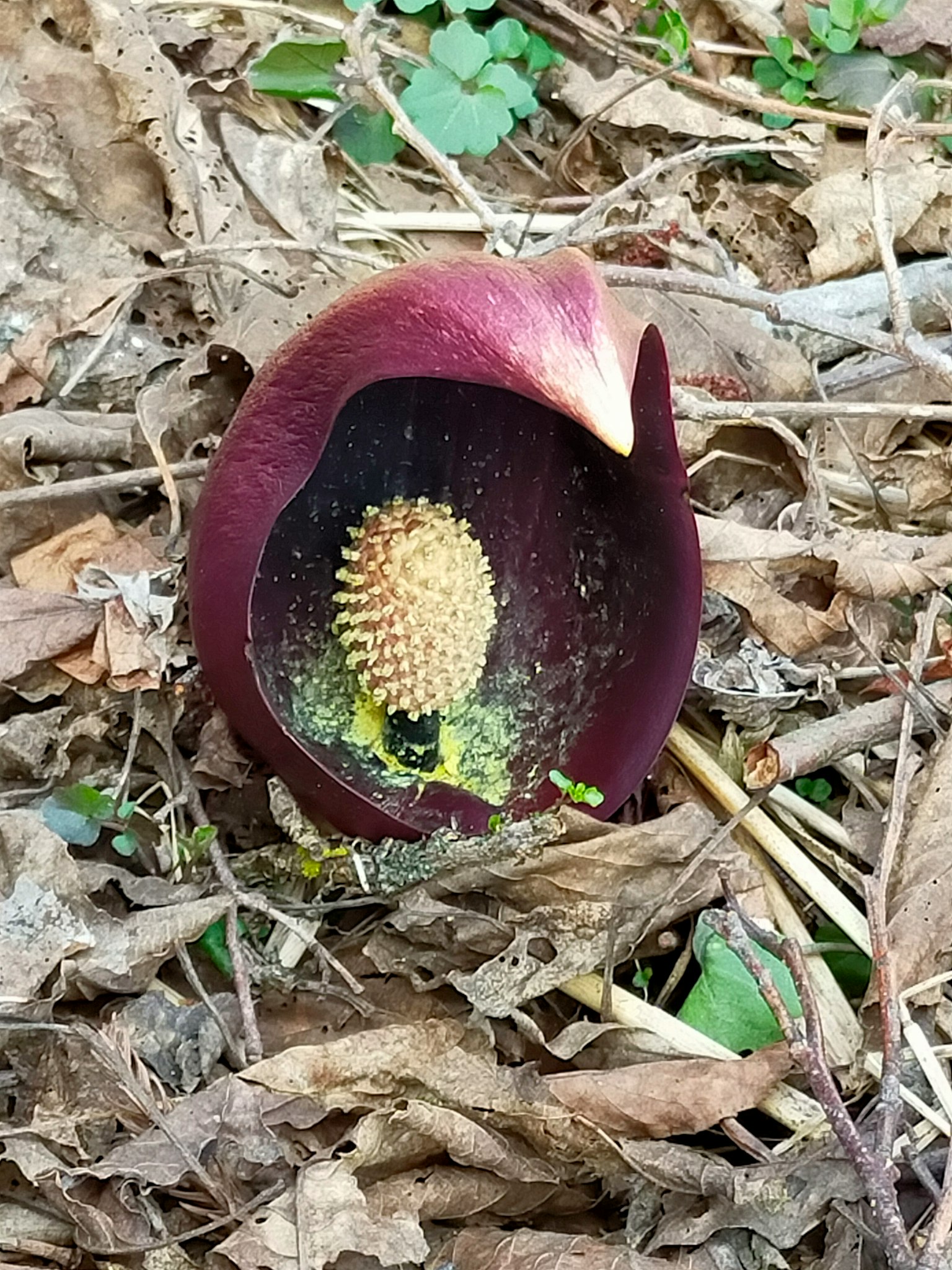 A purple flower emerging from beneath fallen leaves