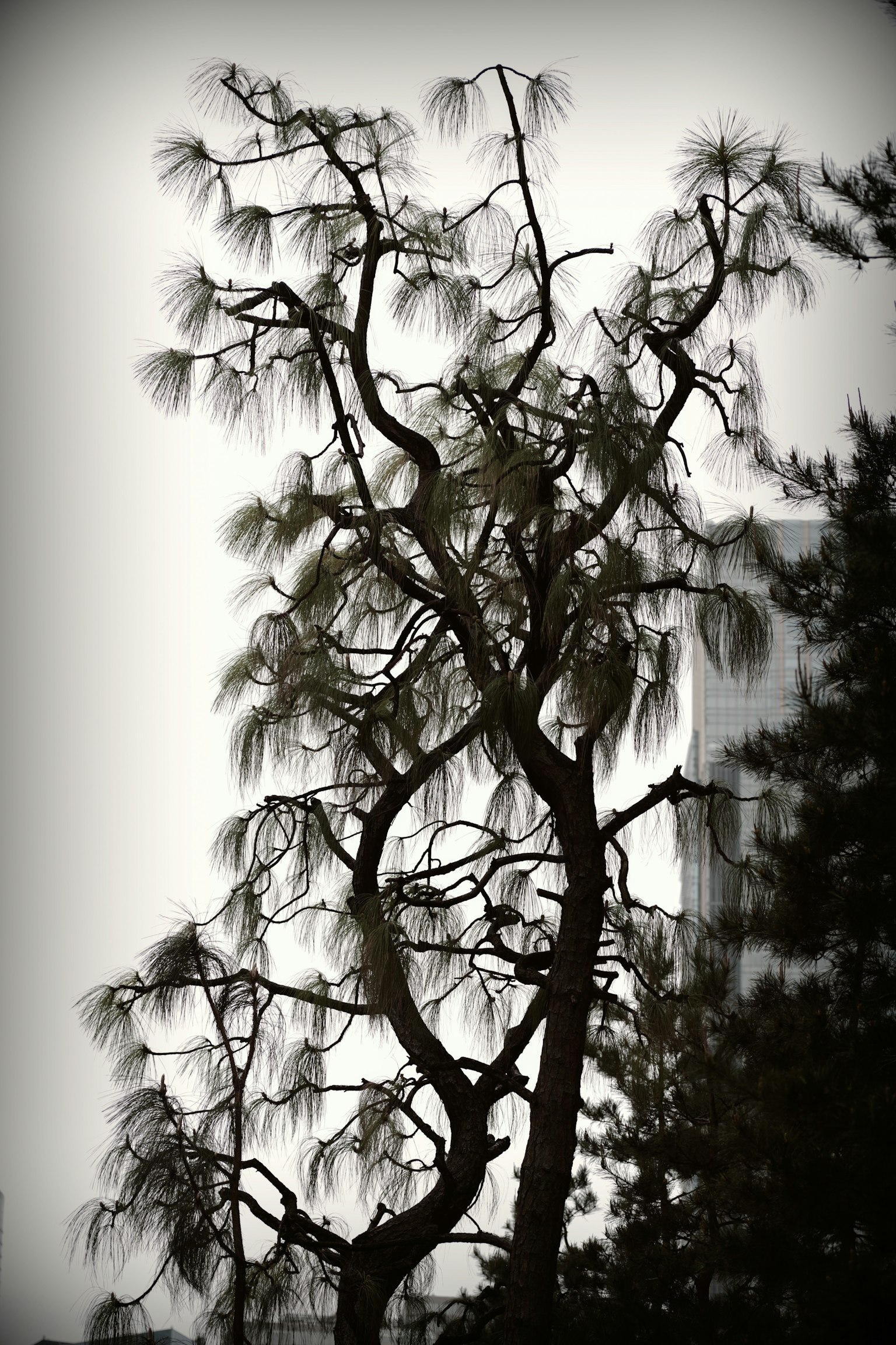 Silhouette d'un pin avec des branches fines sur un fond doux