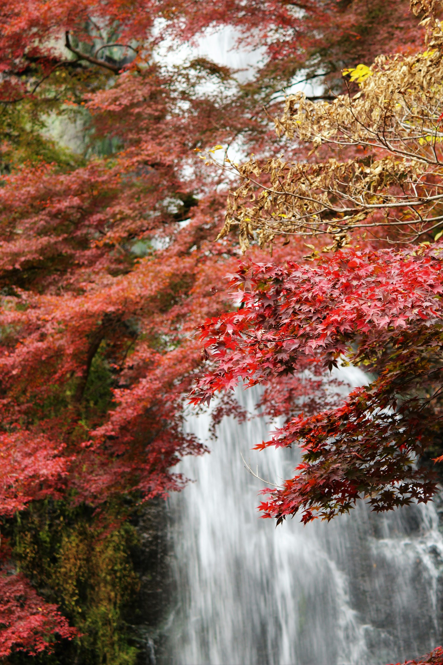 Beautiful landscape with red maple trees surrounding a flowing waterfall