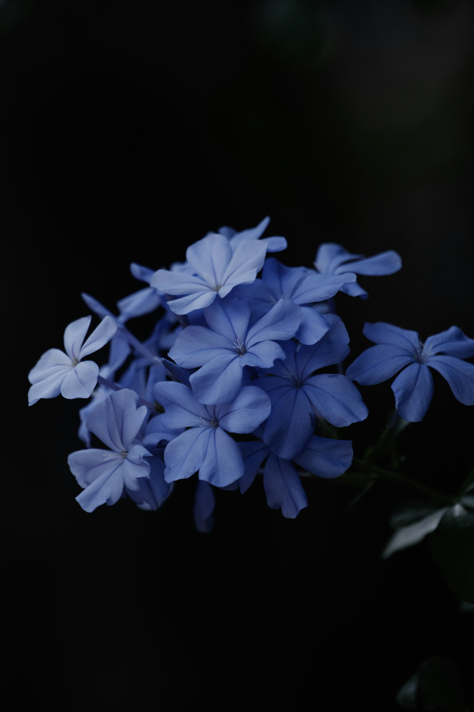Mazzo di fiori blu su sfondo scuro