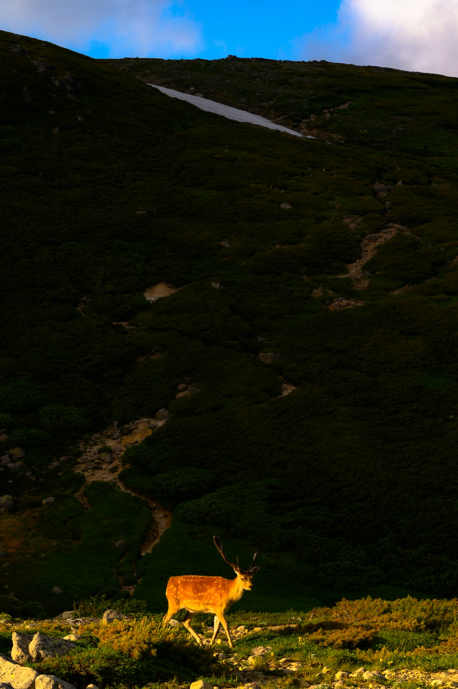 Silhouette di un cervo in un paesaggio montano