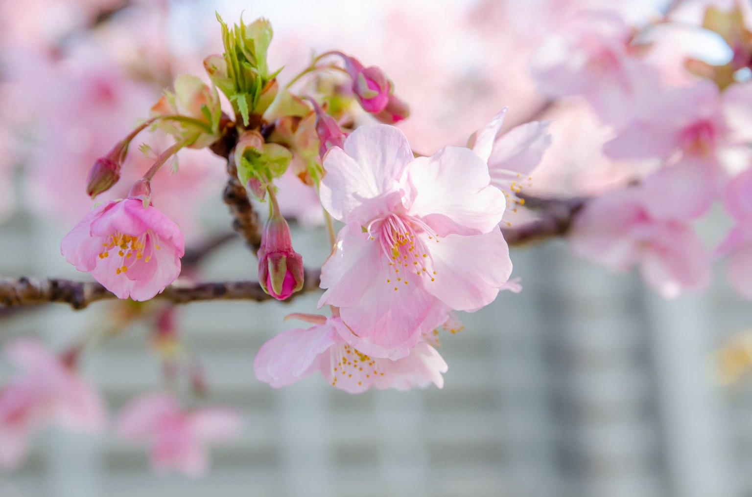 Kedekatan bunga sakura di atas cabang