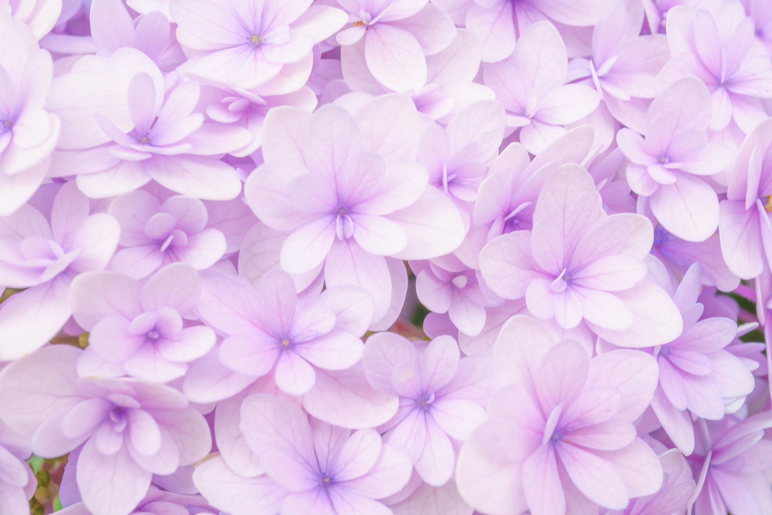 Ein schönes Bild von gruppierten hellvioletten Blumen in sanfter Unschärfe