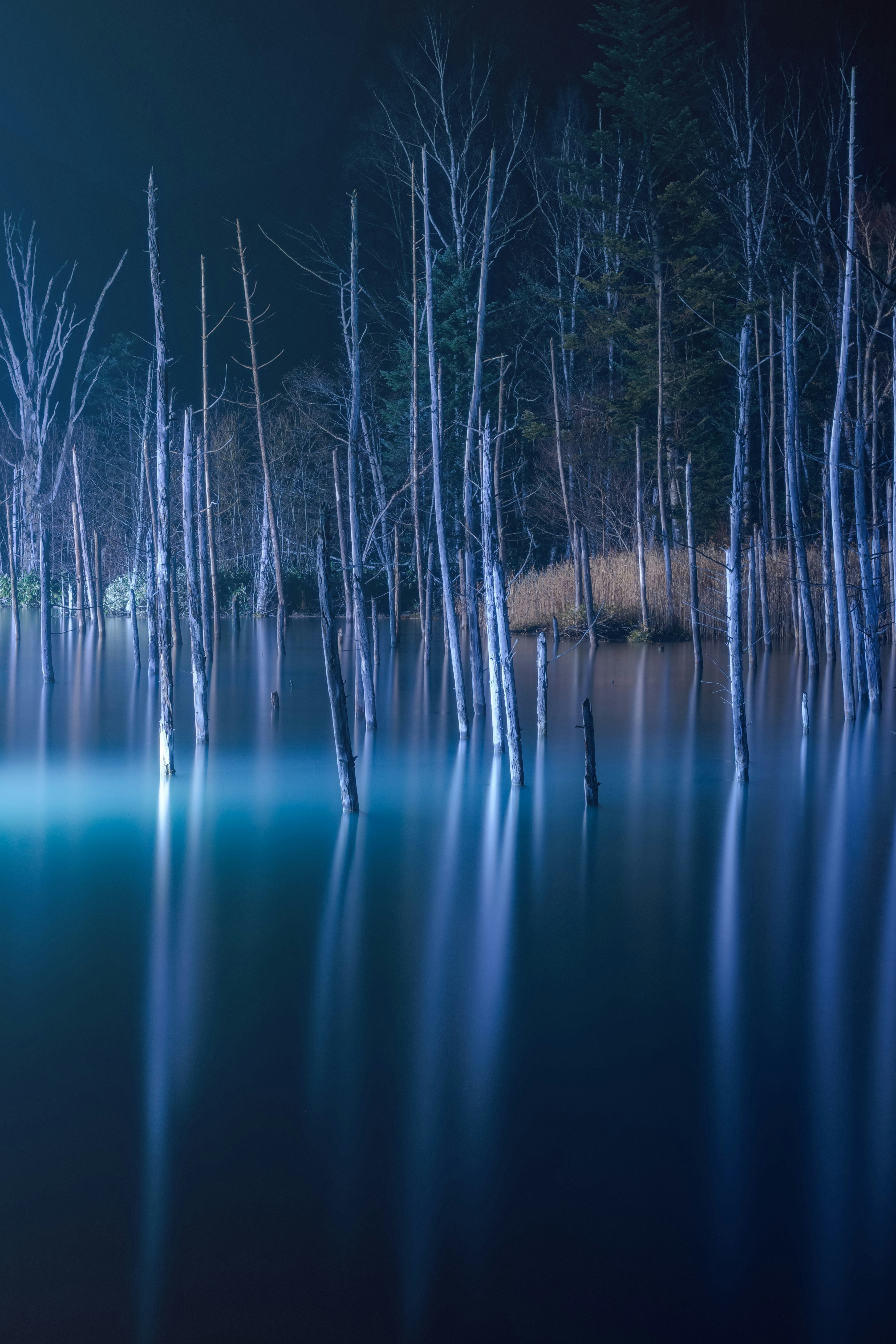 winter forest and bare trees reflected on a still lake surface