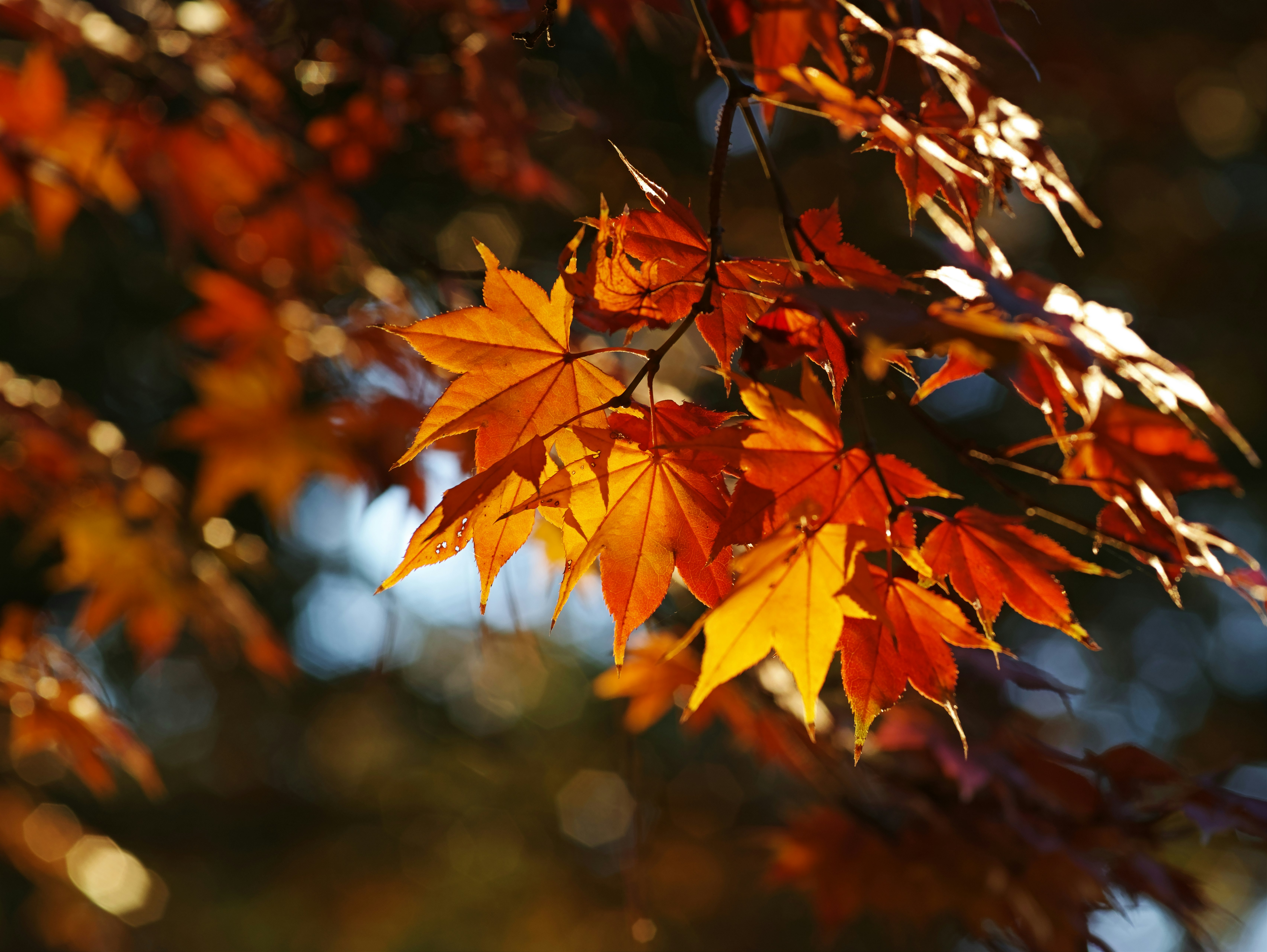 Im Sonnenlicht leuchtende Ahornblätter im Herbst