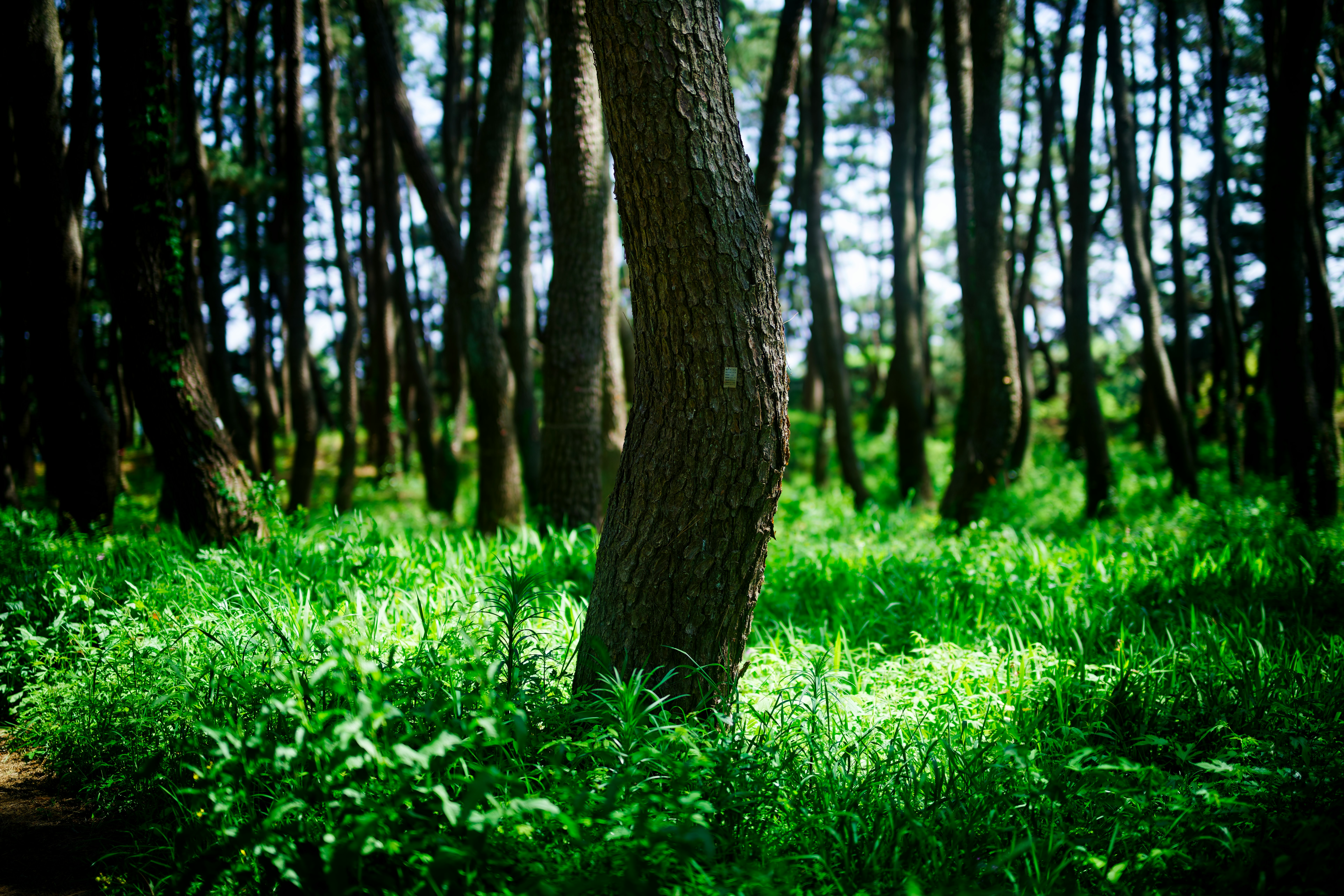 緑の草と木々が生い茂る森の風景
