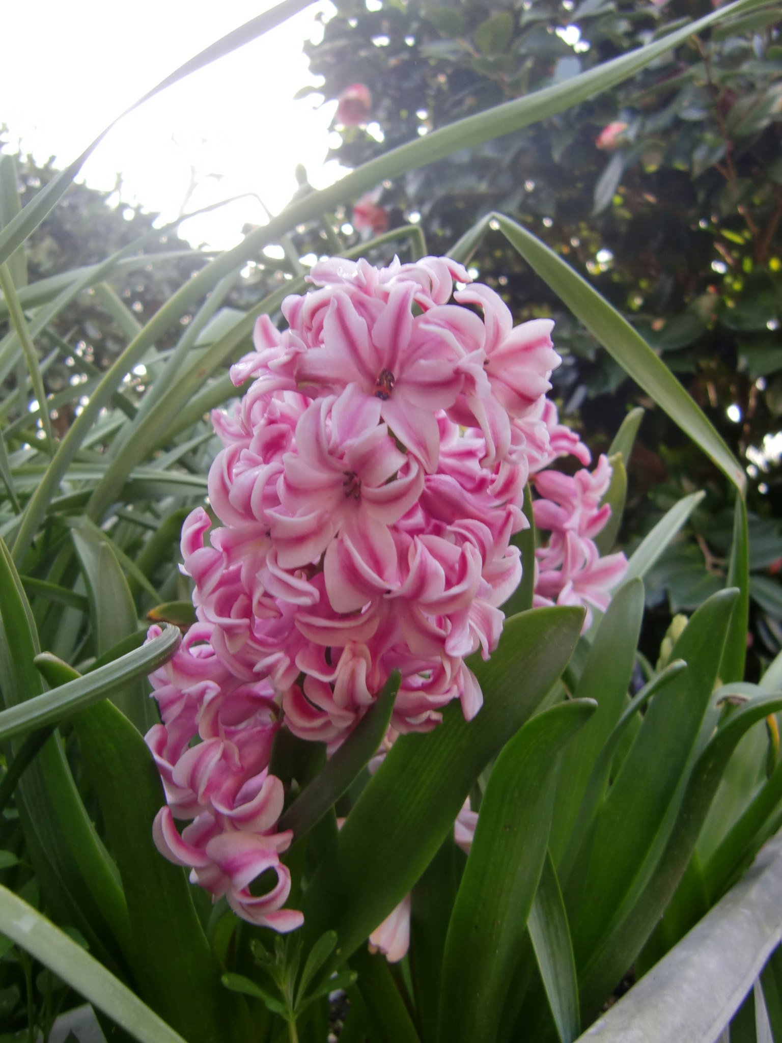 Un fiore di giacinto rosa circondato da foglie verdi