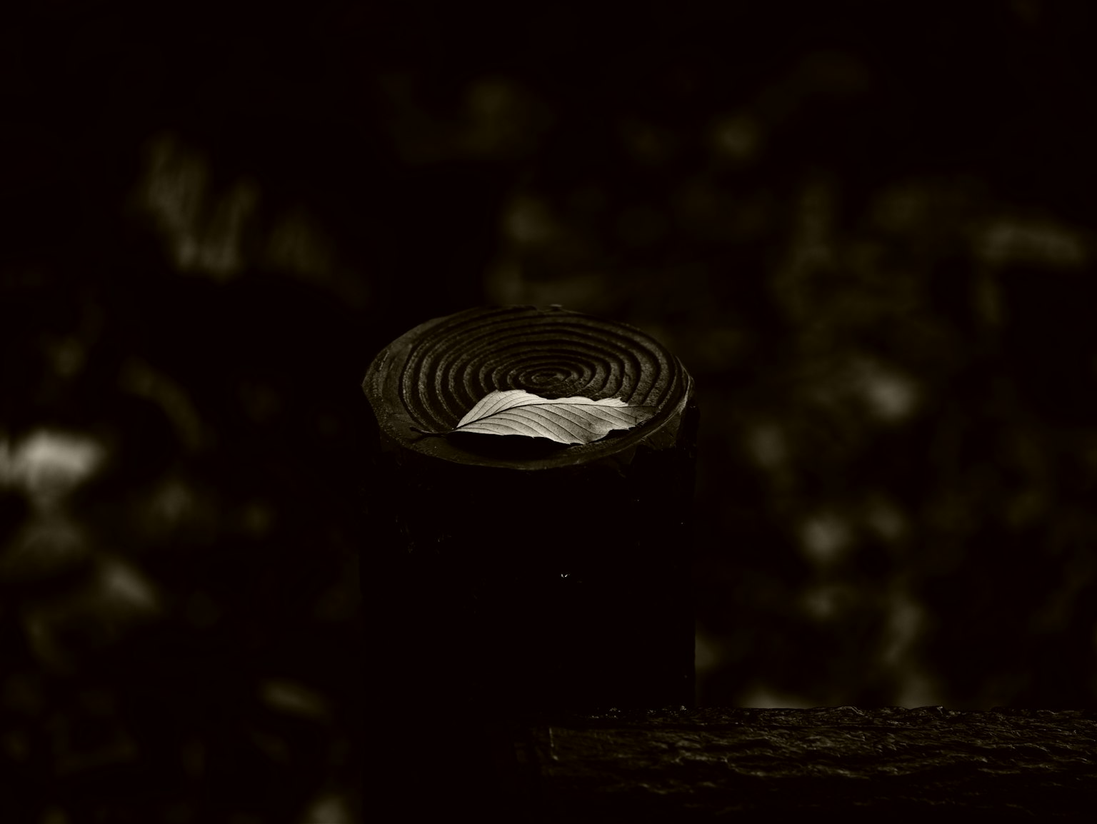 一片白葉 resting 在木柱上，呈單色背景