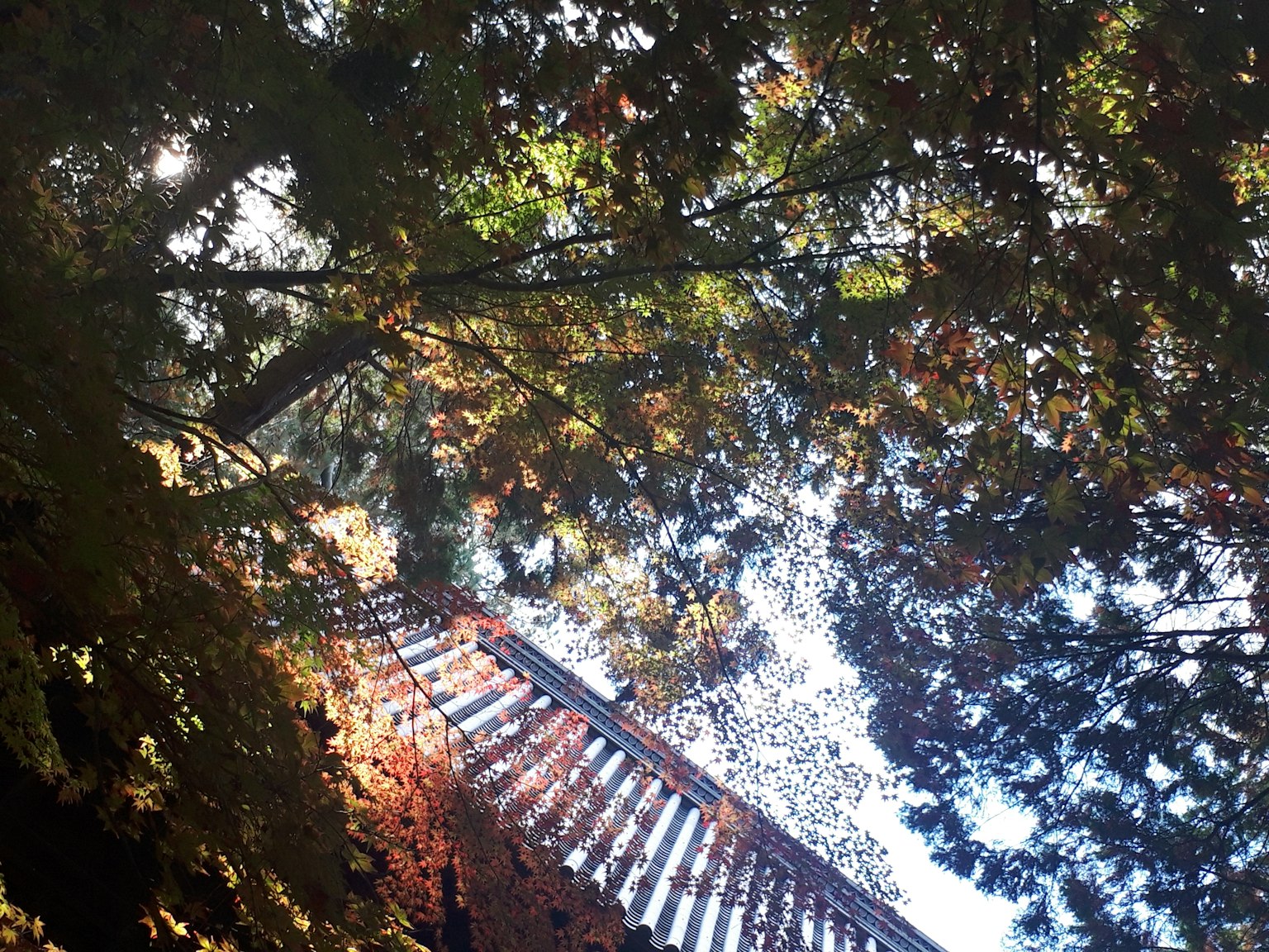 綠葉和紅葉的樹木與藍天和建築的一部分