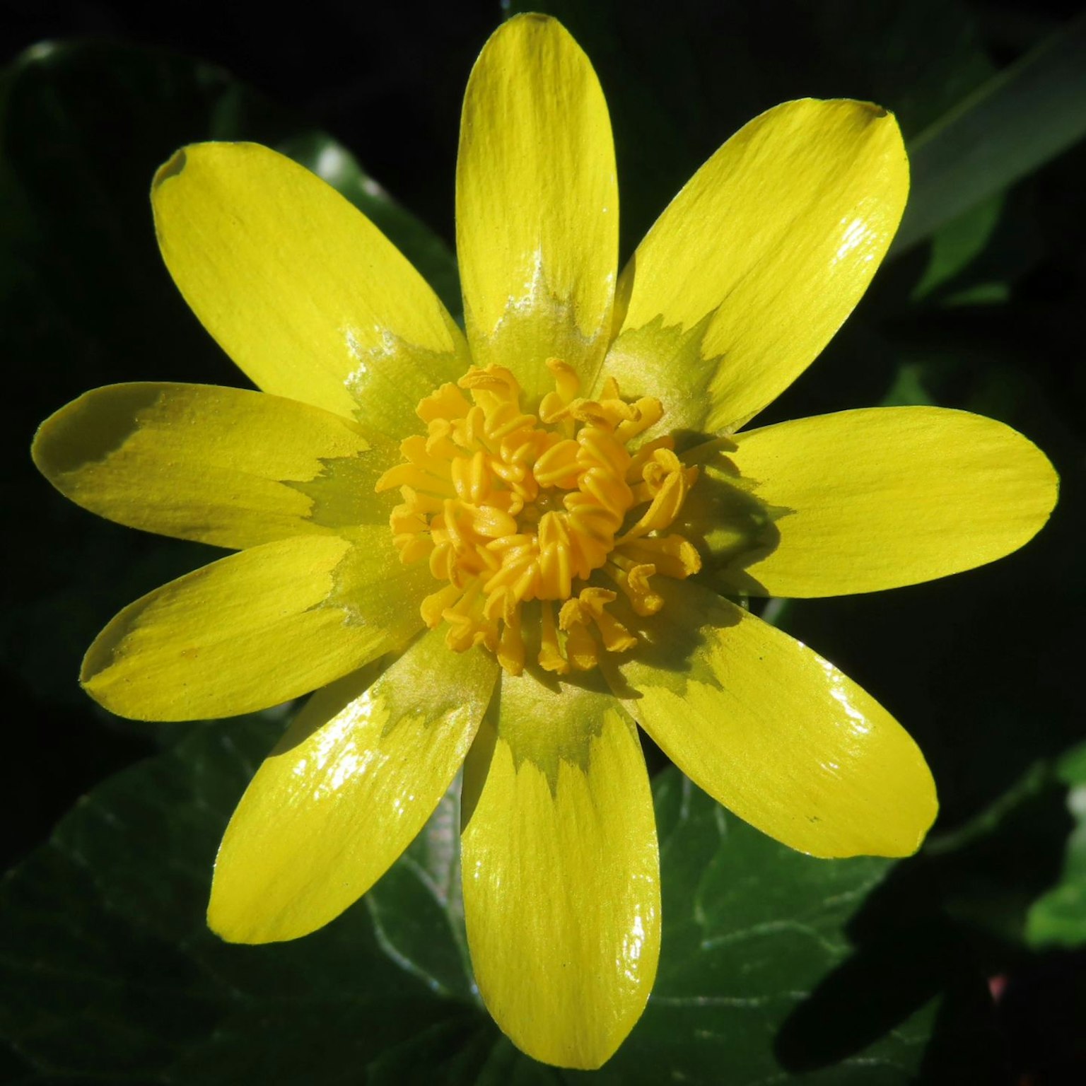Fleur jaune vif avec des pétales superposés et un centre en grappe