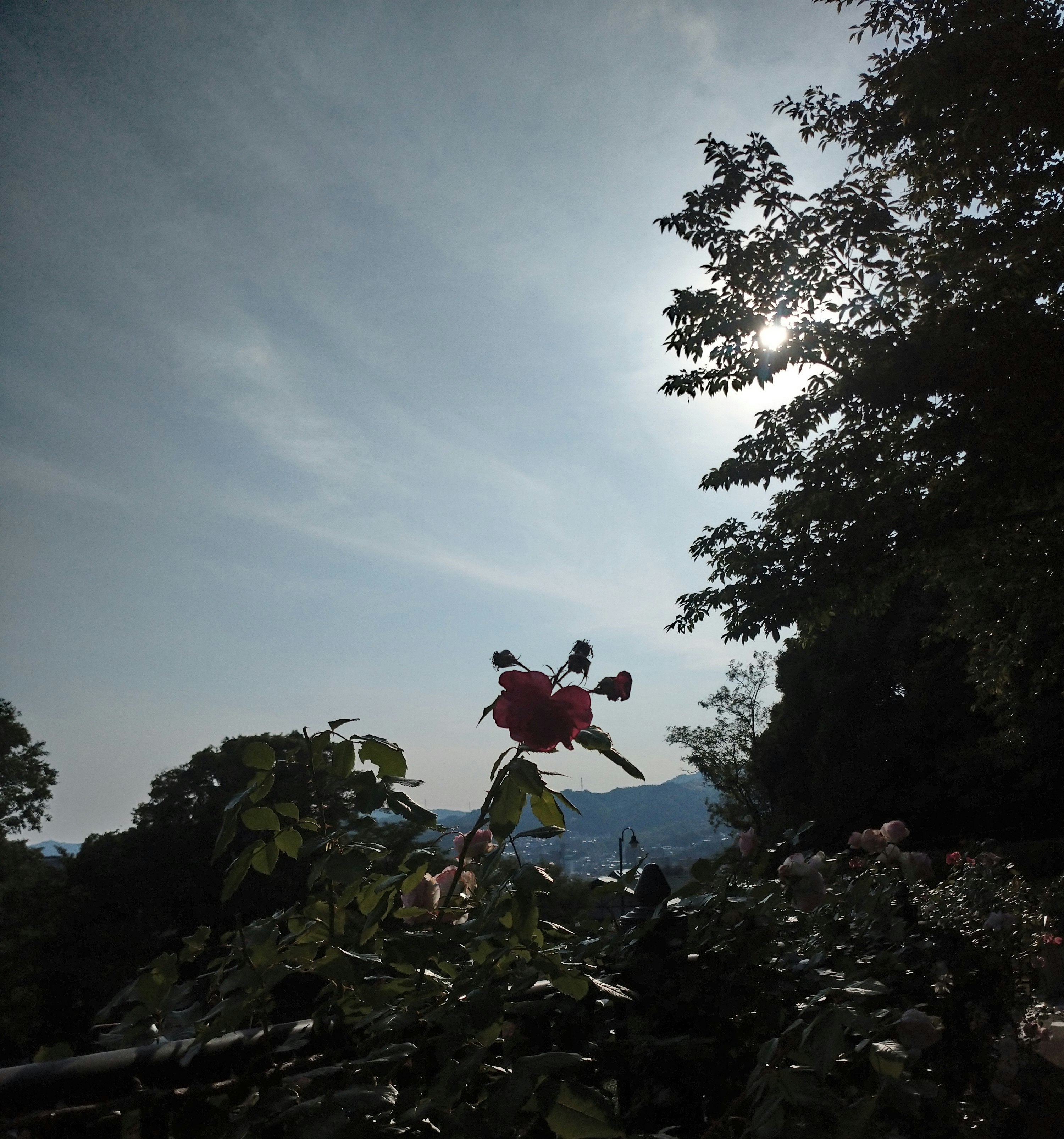 夕暮天空下盛开的玫瑰