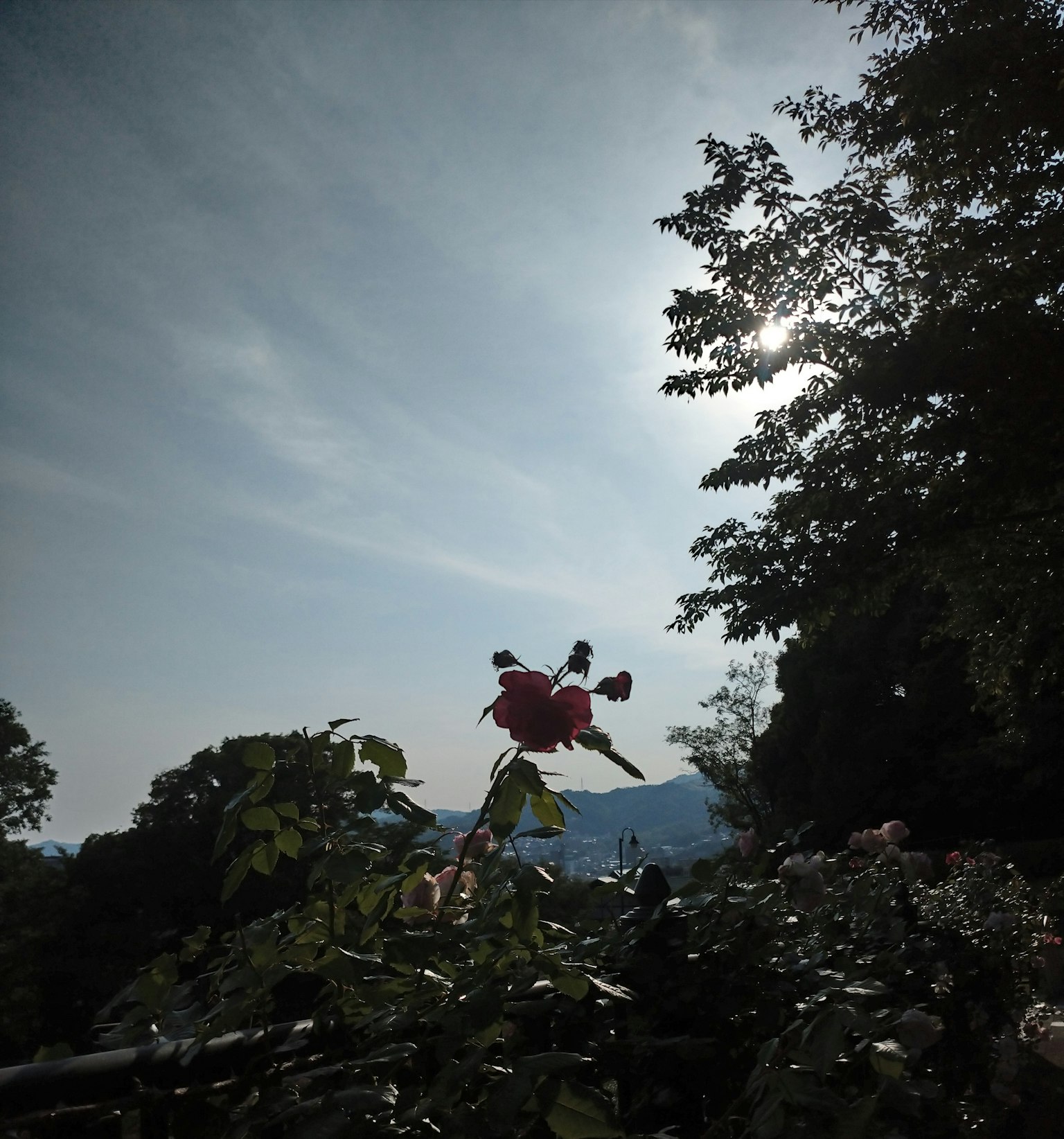 Silueta de rosas rojas contra un cielo azul con hojas verdes