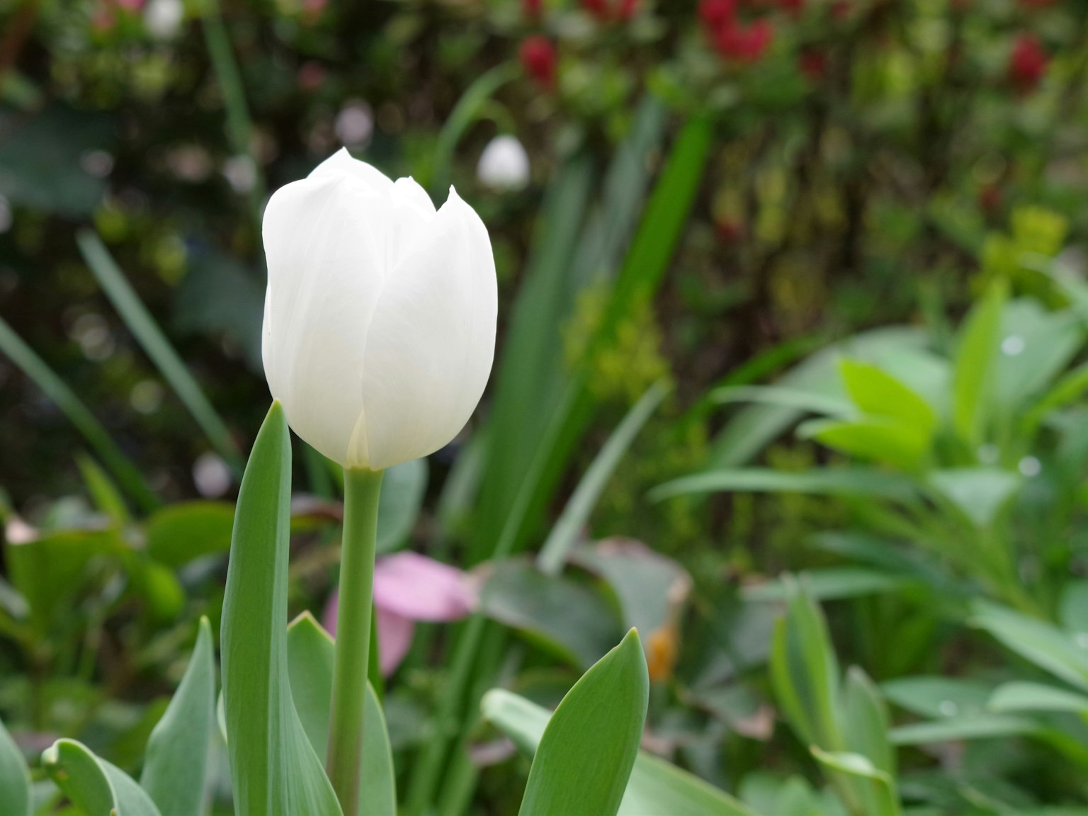 Một bông tulip trắng đứng giữa những chiếc lá xanh