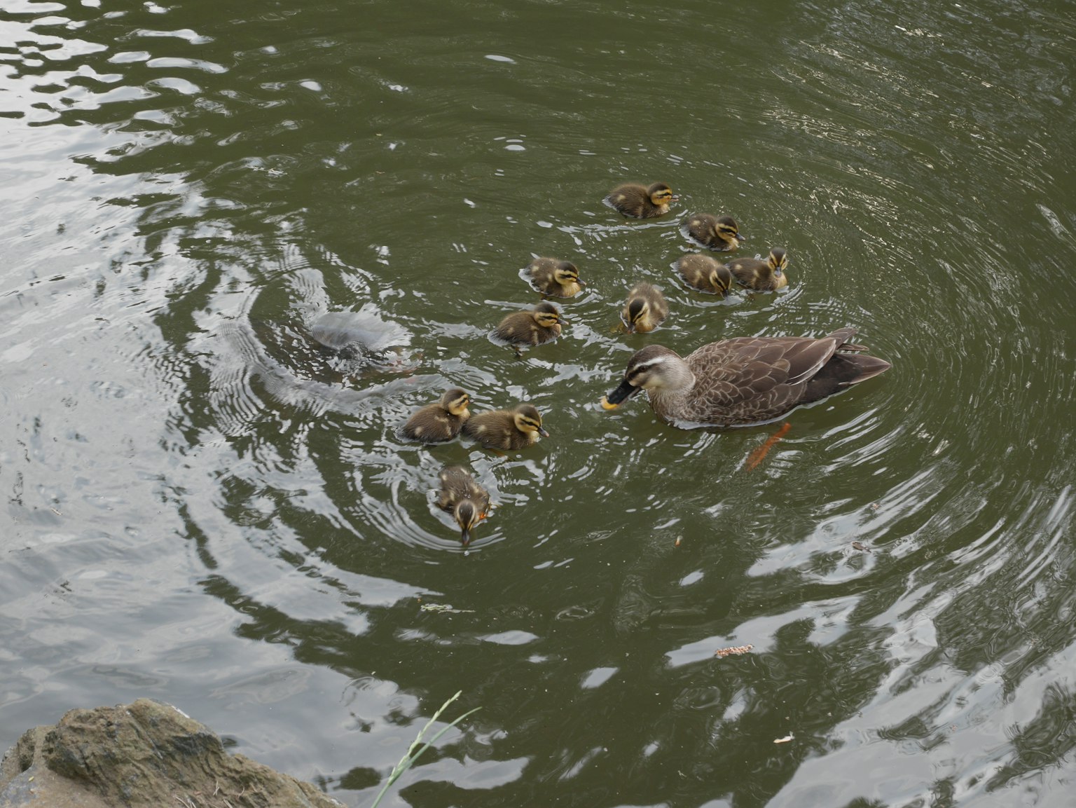 Mutterschwan schwimmt mit einer Gruppe von Küken im Wasser