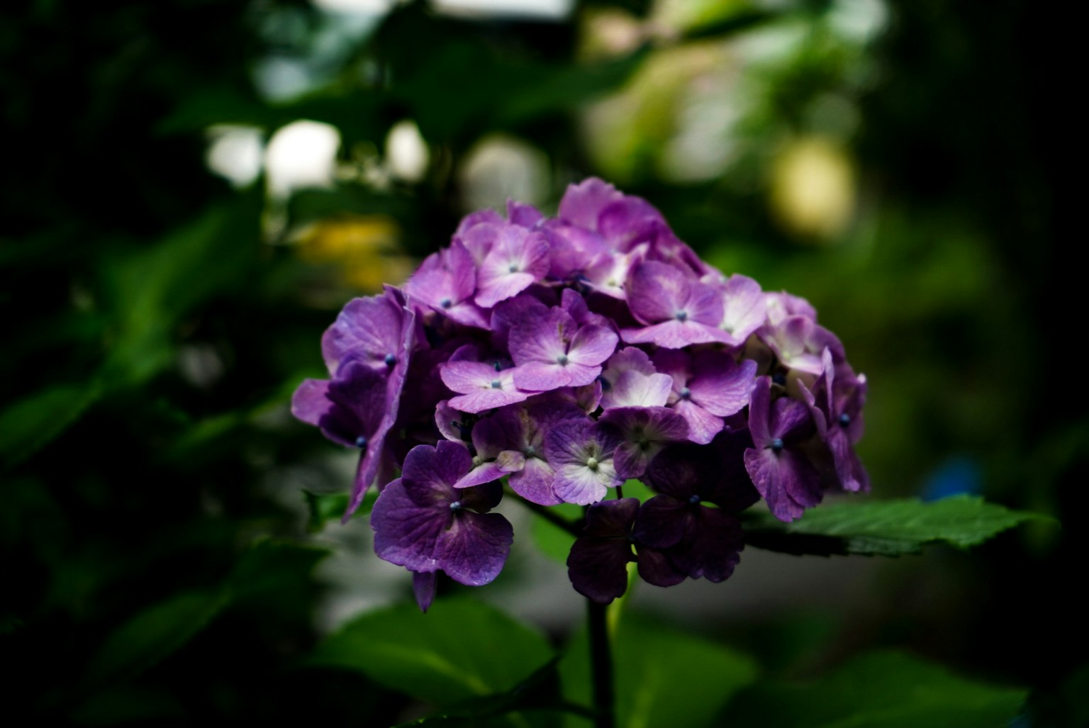 ภาพระยะใกล้ของดอกไม้สีม่วงที่มีกลีบดอกสดใสบนพื้นหลังสีเขียวอันเขียวชอุ่ม