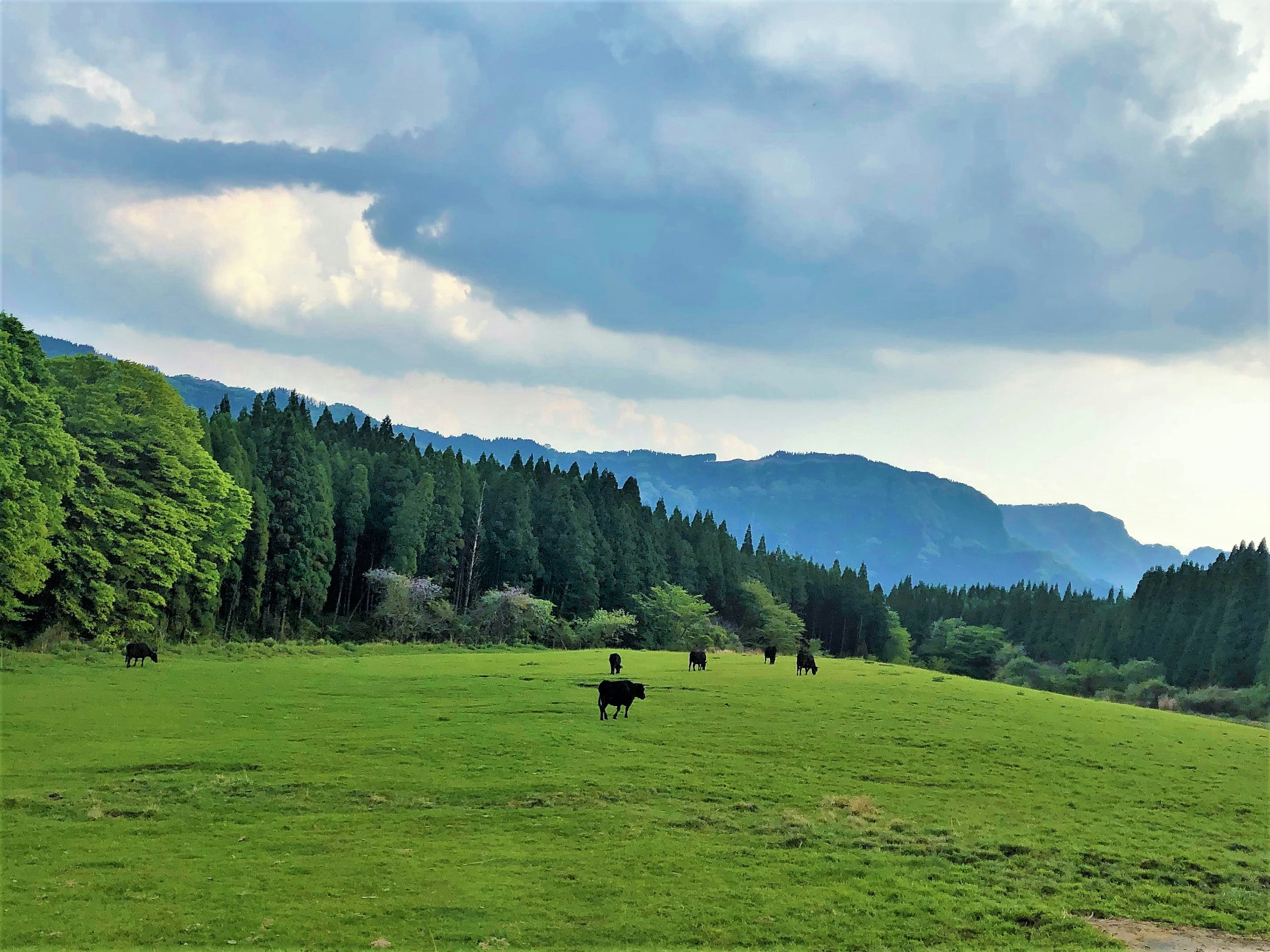 緑の草原に放牧される牛と山並みの風景