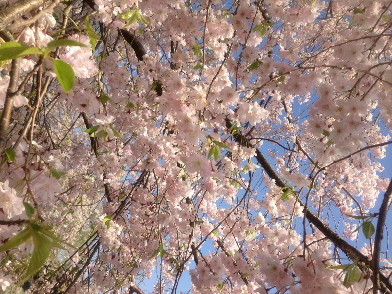 Gros plan de fleurs de cerisier sous un ciel bleu