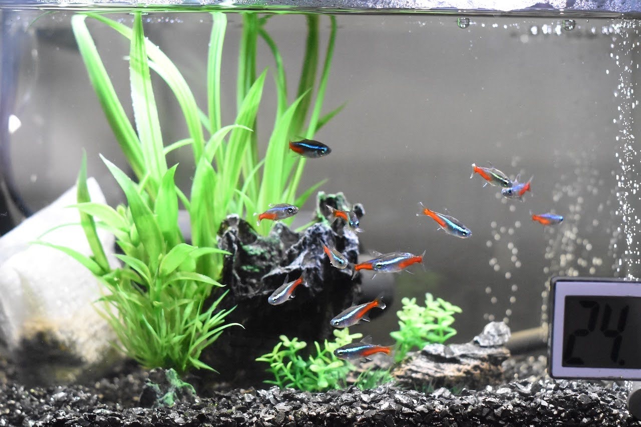 水族箱內的水草與小群魚造景影像