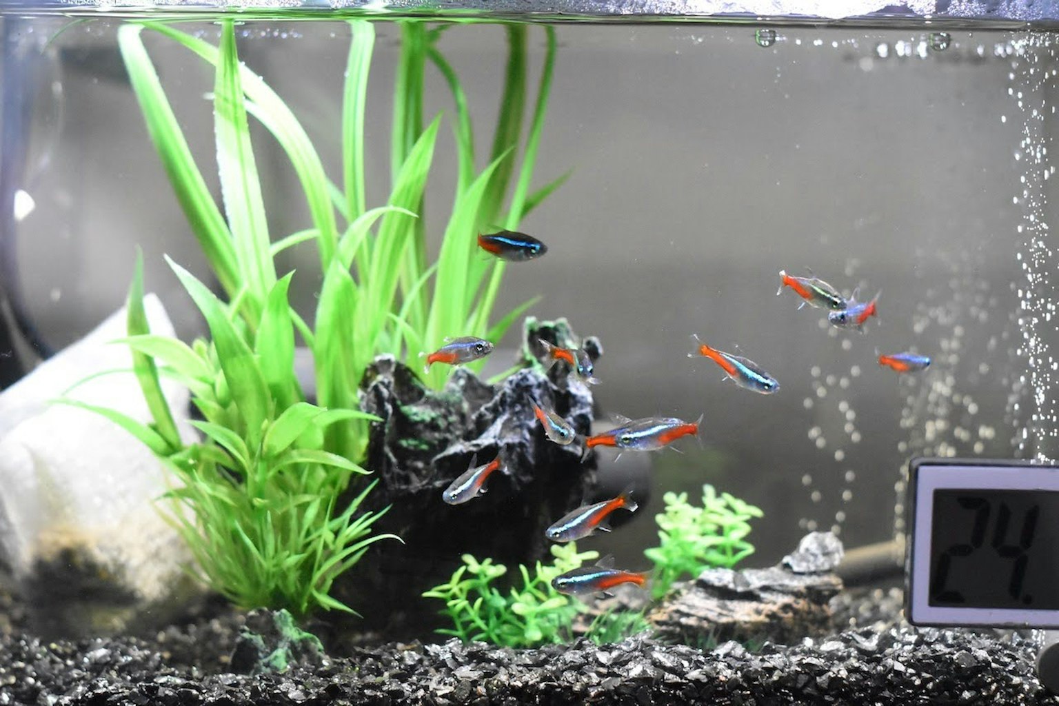 水族箱中熱帶魚和水生植物的美麗水下場景