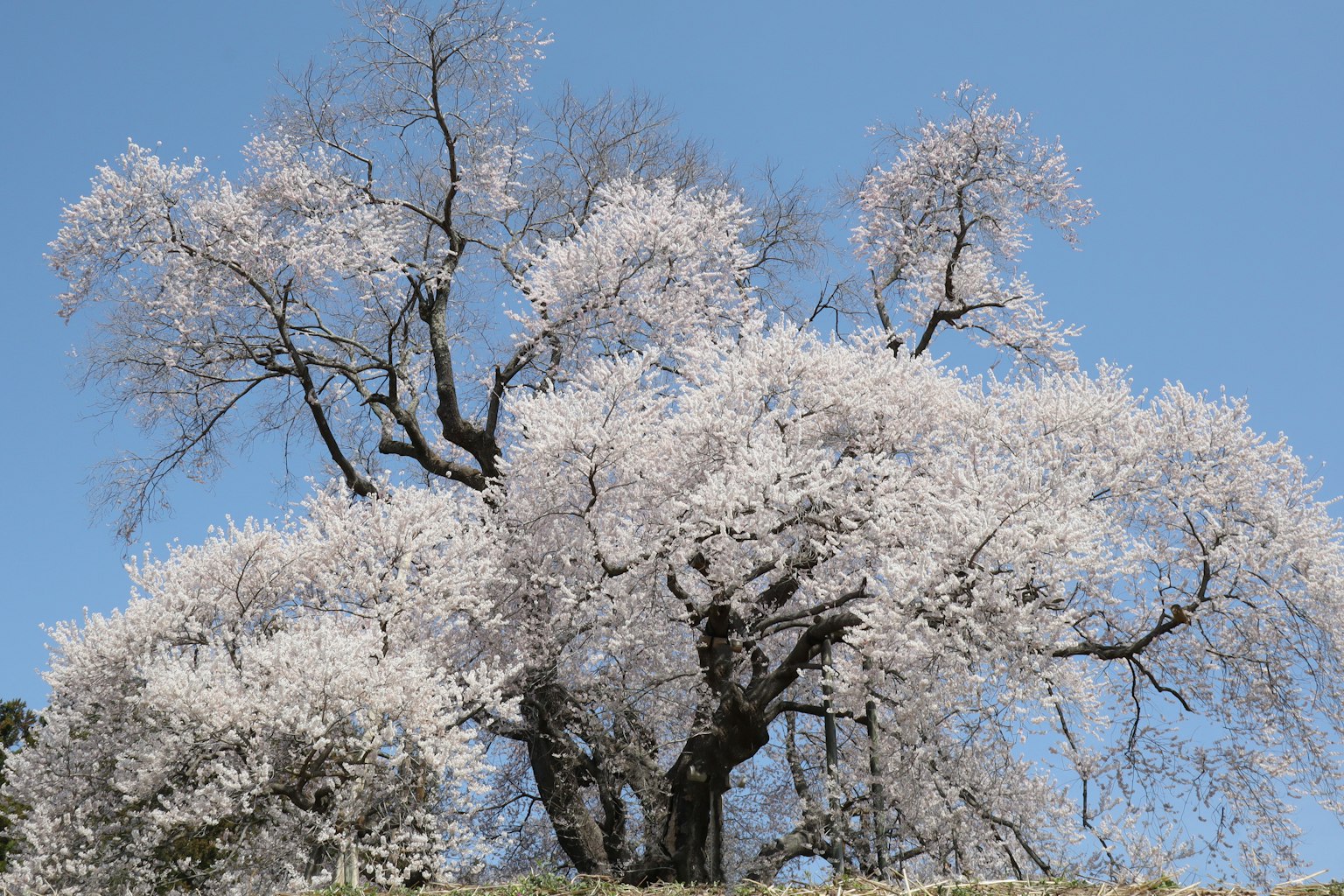 Large cherry tree in full bloom under a clear blue sky