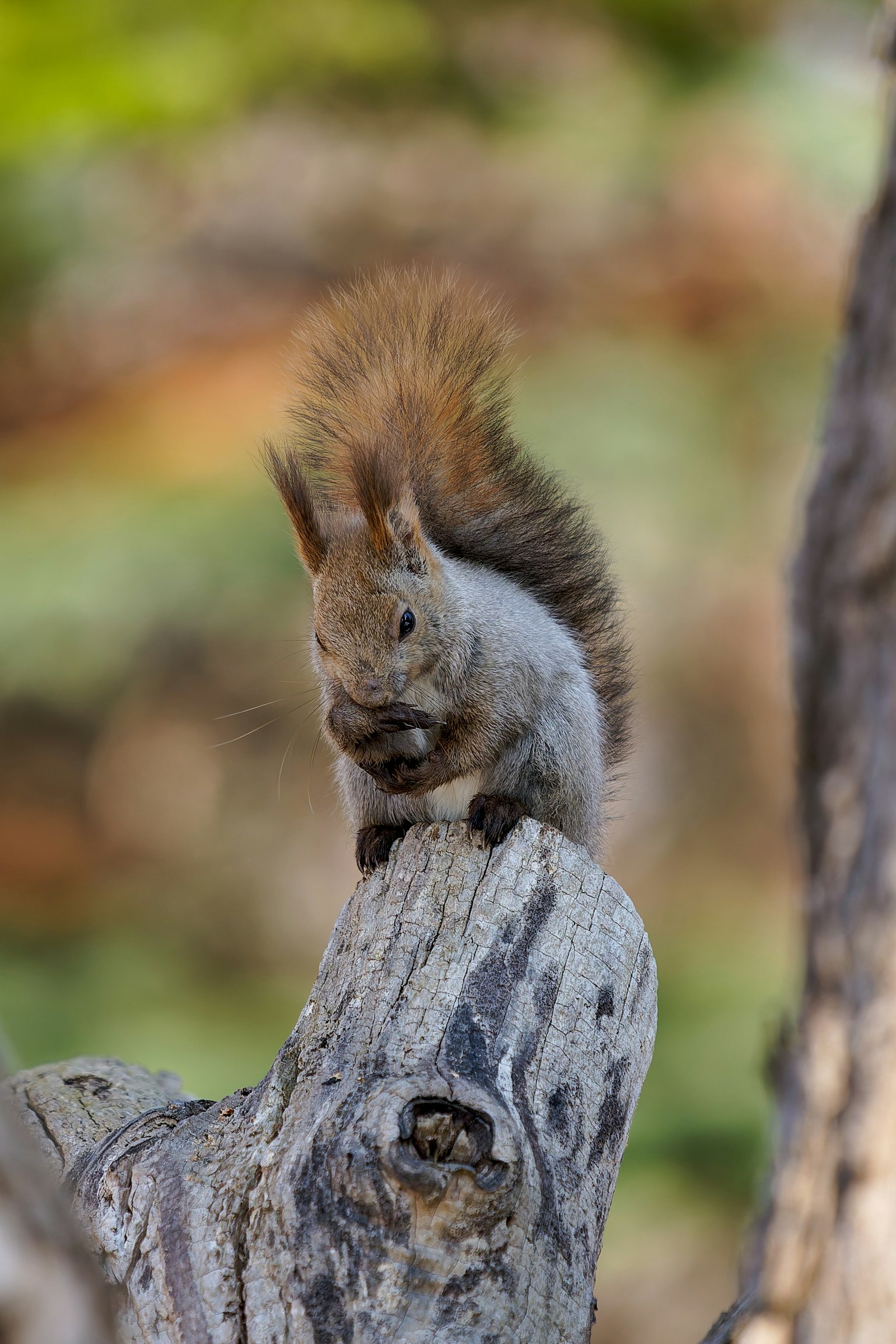 Primo piano di uno scoiattolo appollaiato su un ceppo d'albero con sfondo sfocato