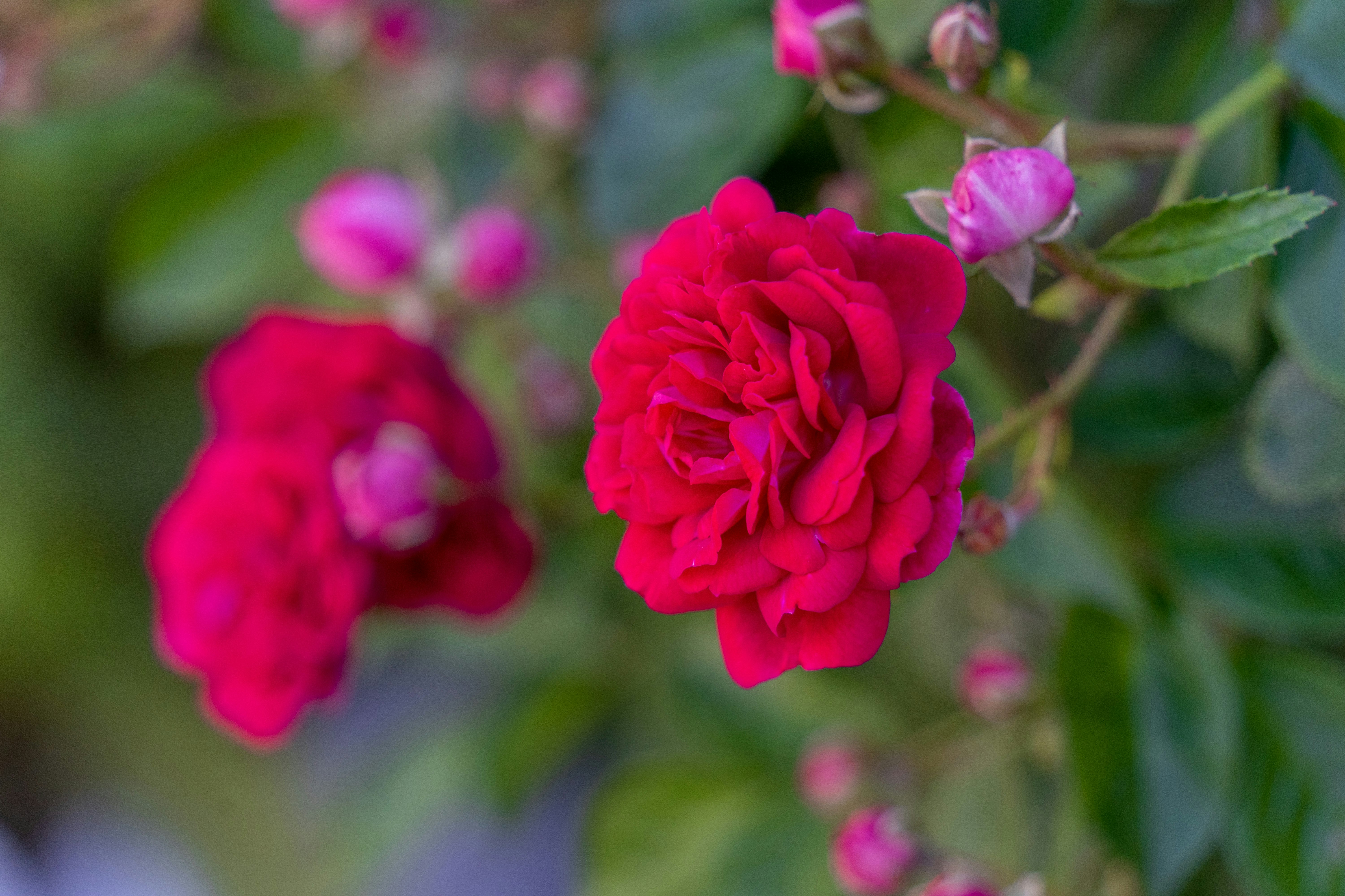 赤いバラの花が咲く庭のボケ背景
