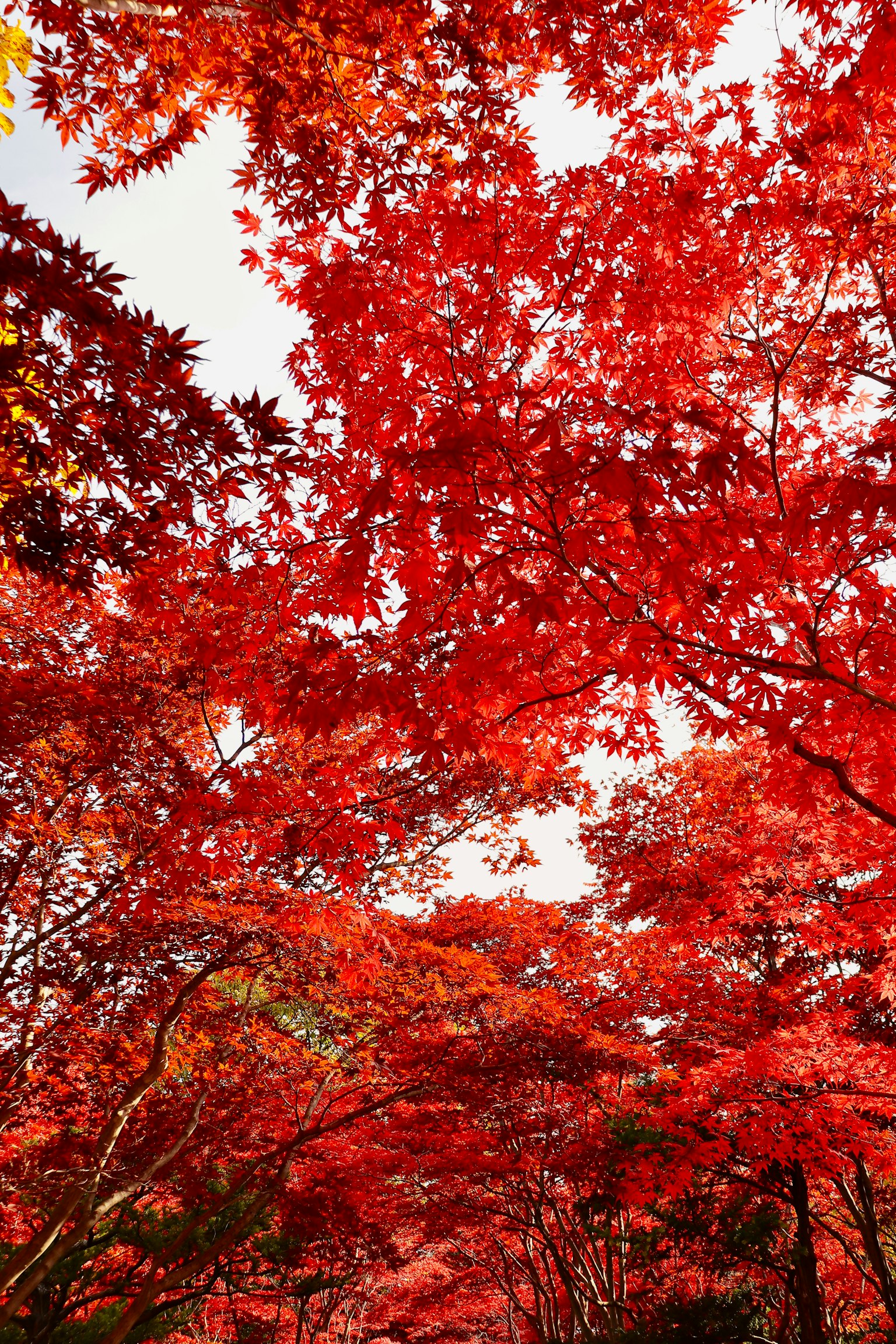 Vibrante rote Herbstblätter, die Baumkronen bedecken