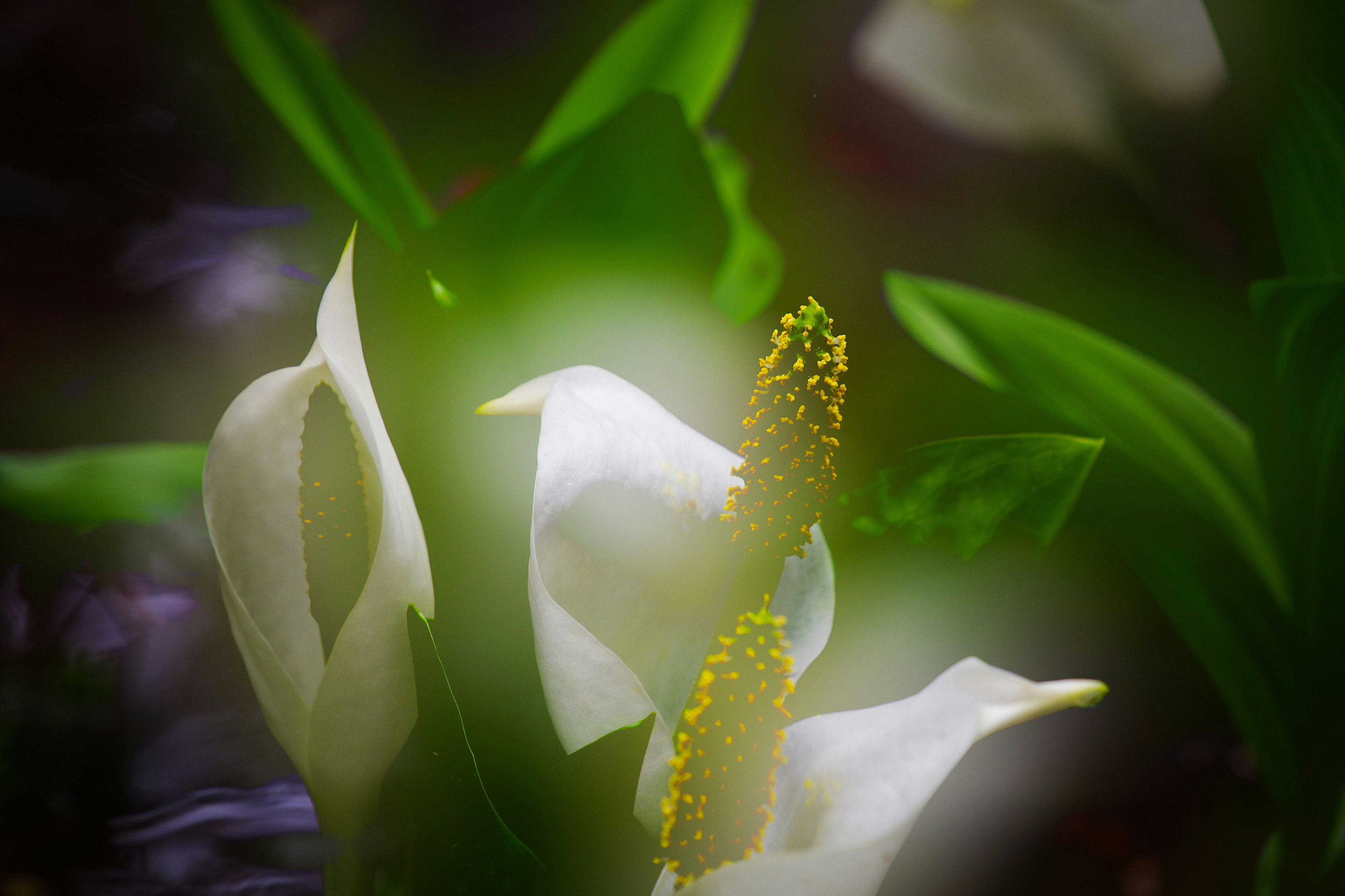 ミズバショウの花と湿原の新芽が光に包まれる