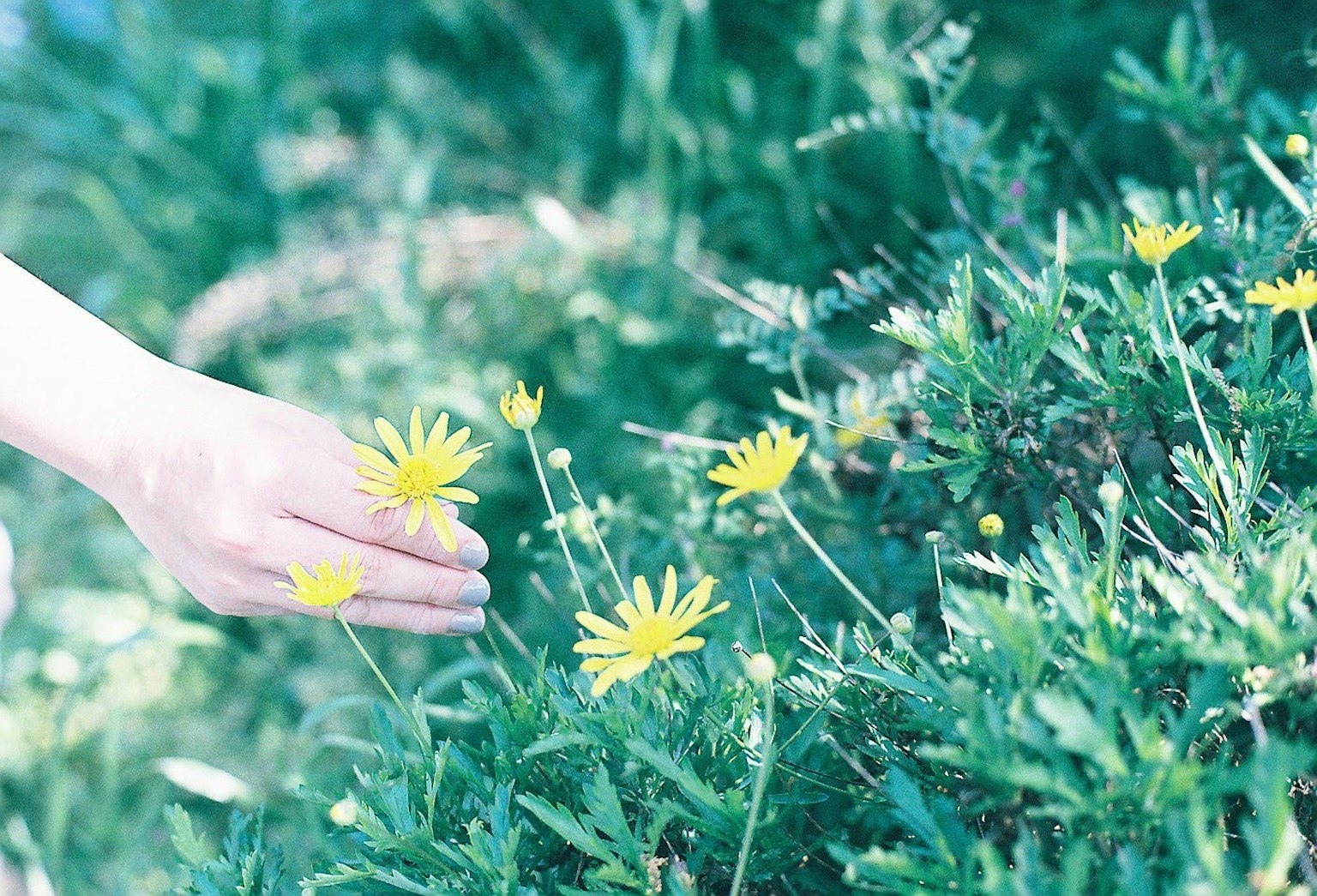 A hand reaching toward yellow flowers among green foliage
