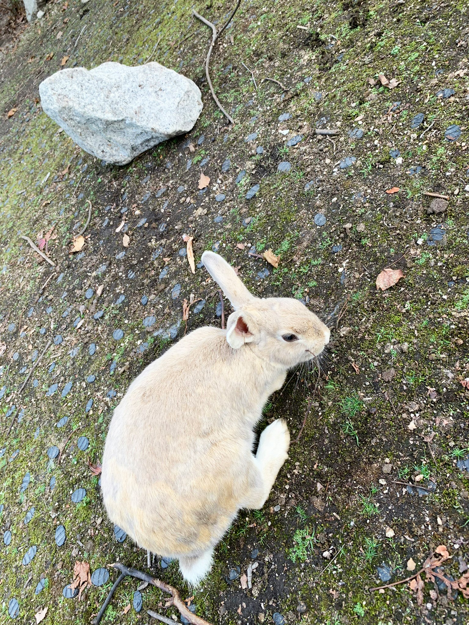 一隻白兔坐在地上，旁邊有一塊石頭