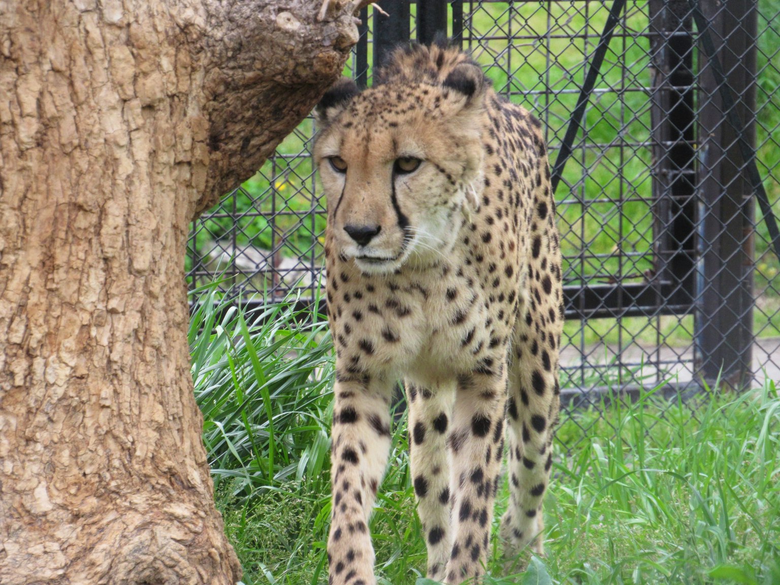 Seekor cheetah berjalan di dekat pohon dikelilingi rumput hijau