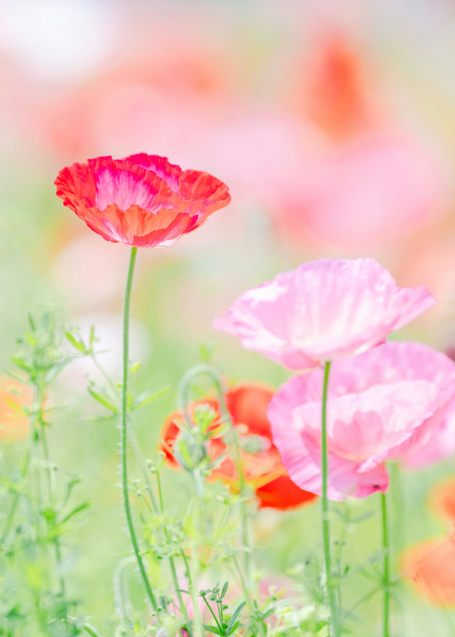 Bunte Mohnblumen blühen in einem sanften Hintergrund
