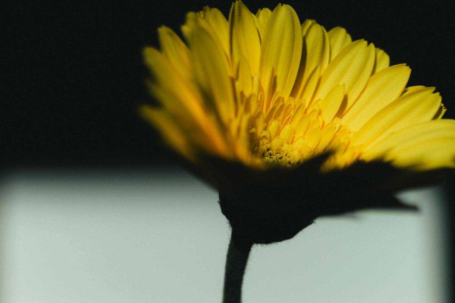 Vue de côté d'une fleur jaune sur fond noir