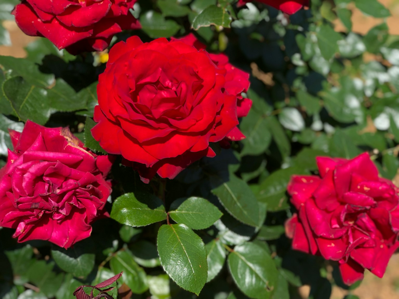 Mawar merah cerah dengan daun hijau di taman
