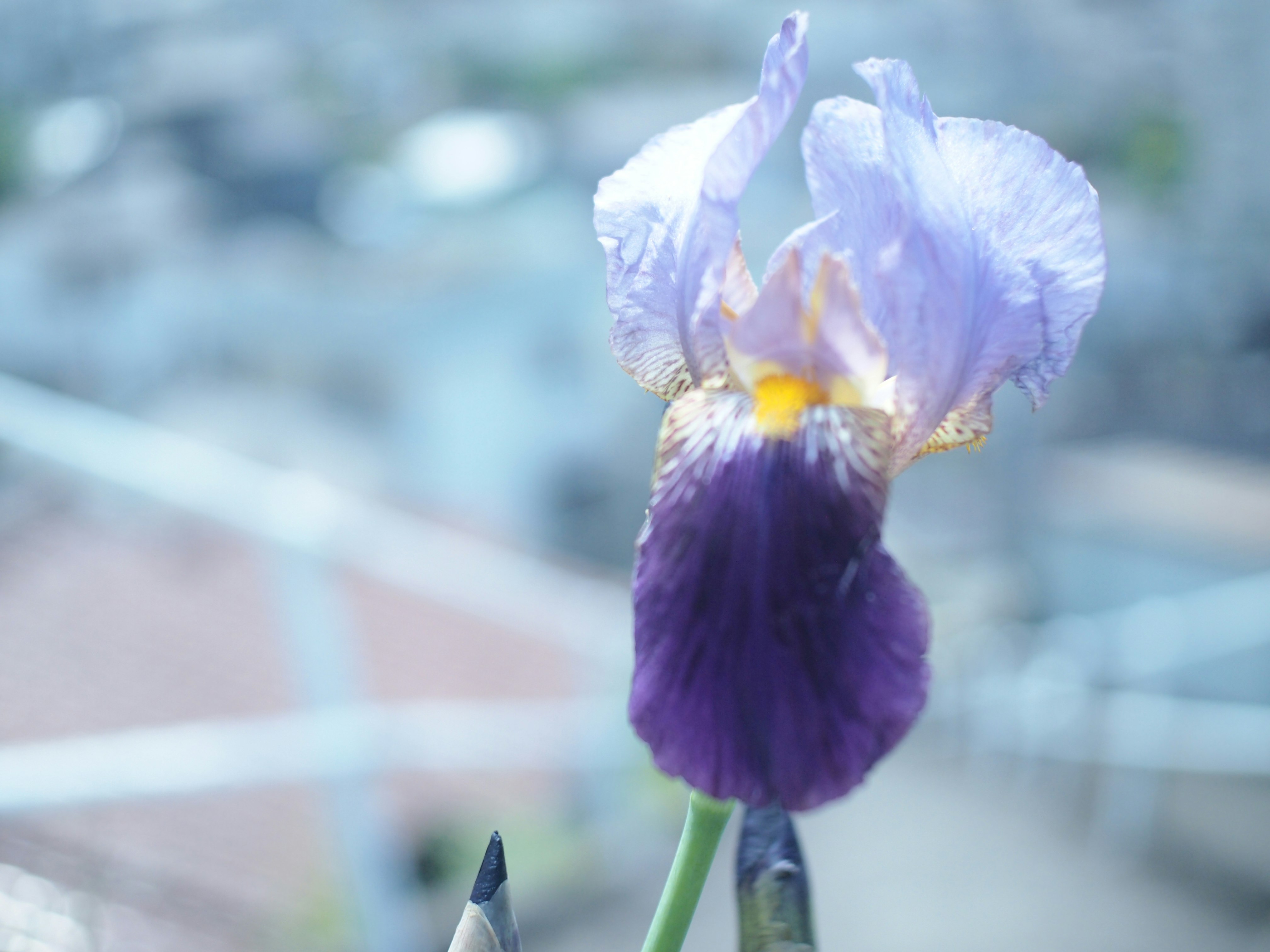 青紫のアイリスの花のクローズアップ