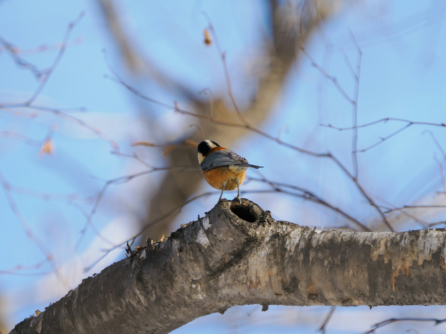Un uccello colorato appollaiato su un ramo in inverno