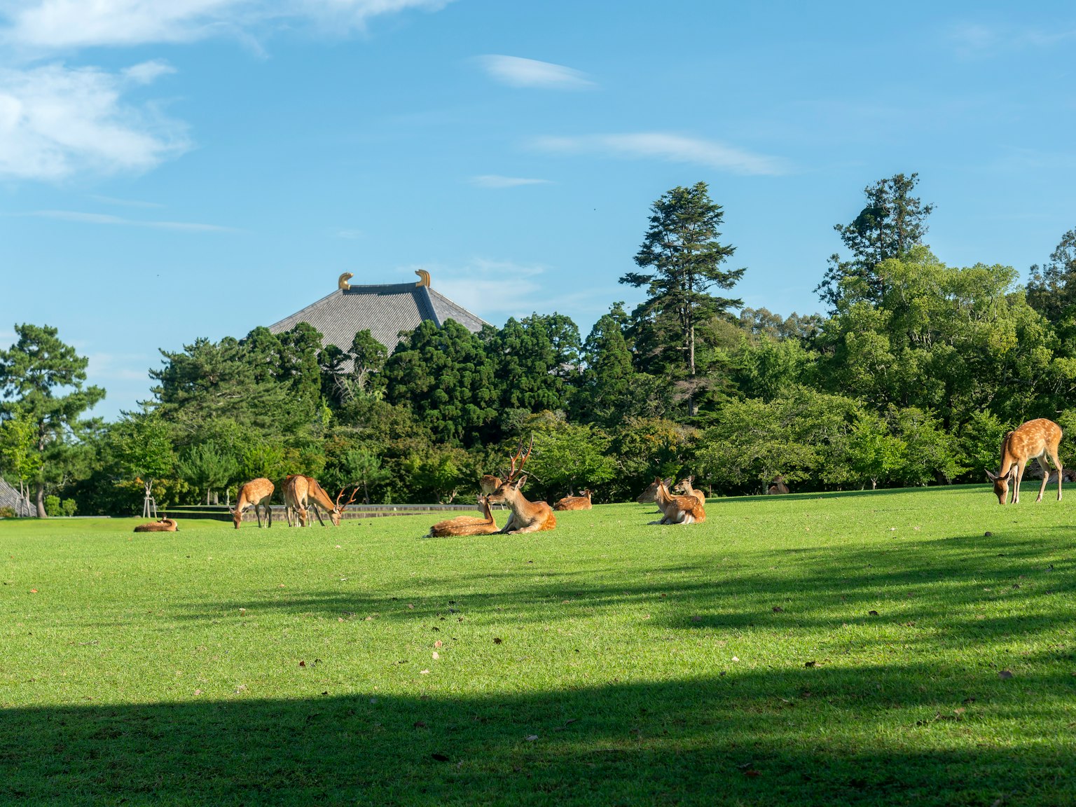 Rehe ruhen auf einer grünen Wiese mit einem traditionellen Gebäude im Hintergrund