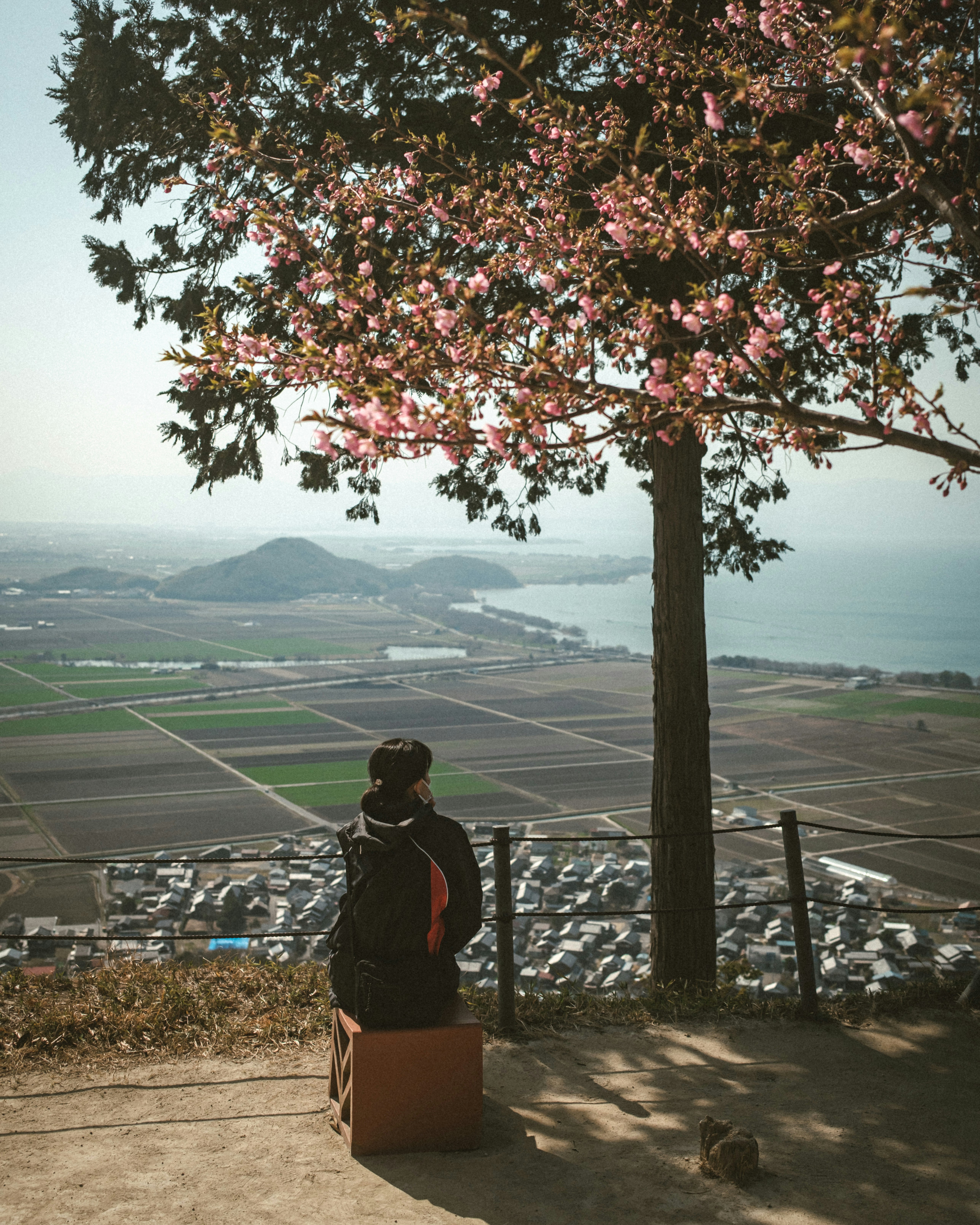 琵琶湖を望む桜の木と展望の景色