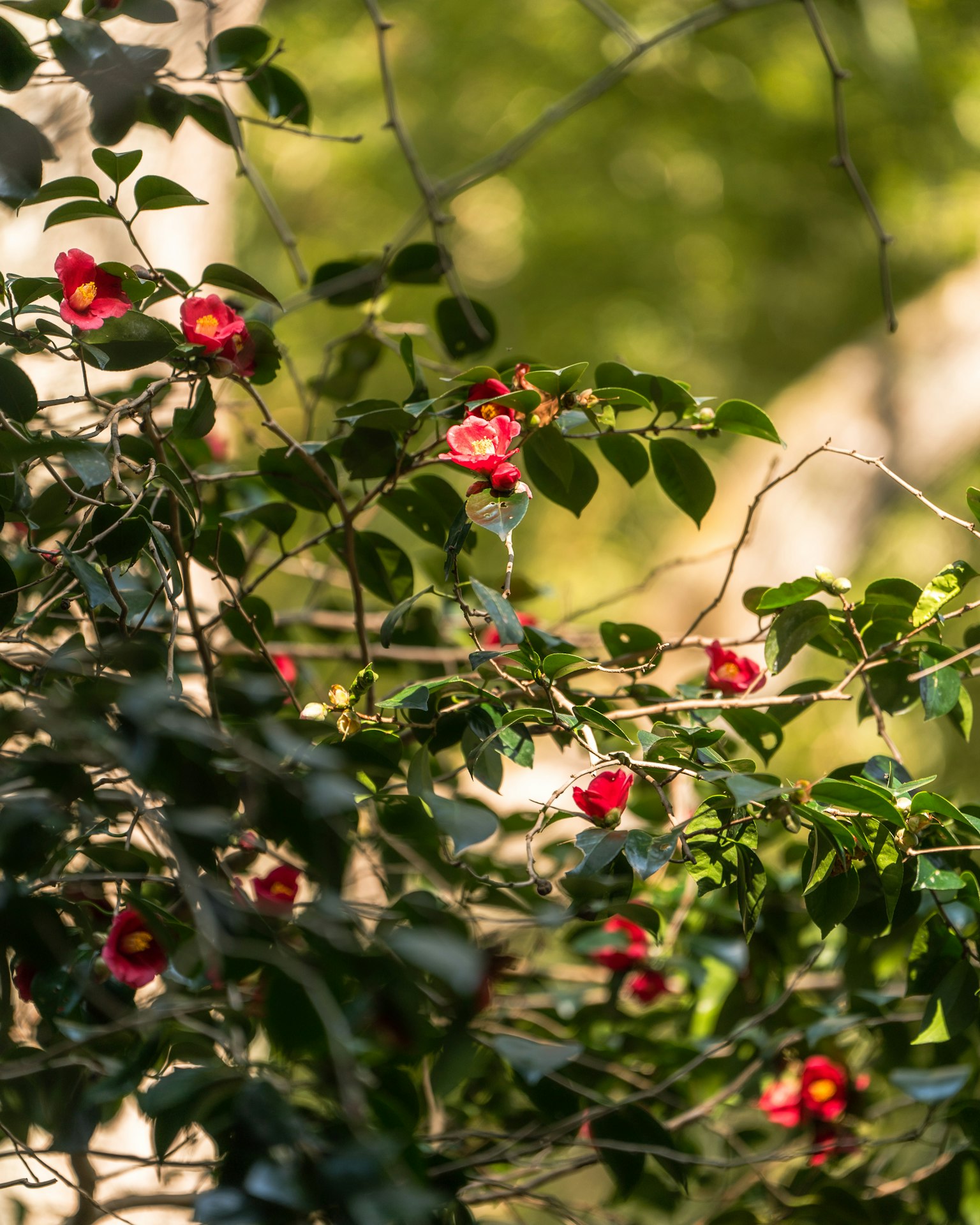 Fiori rossi vivaci circondati da foglie verdi in un ambiente naturale