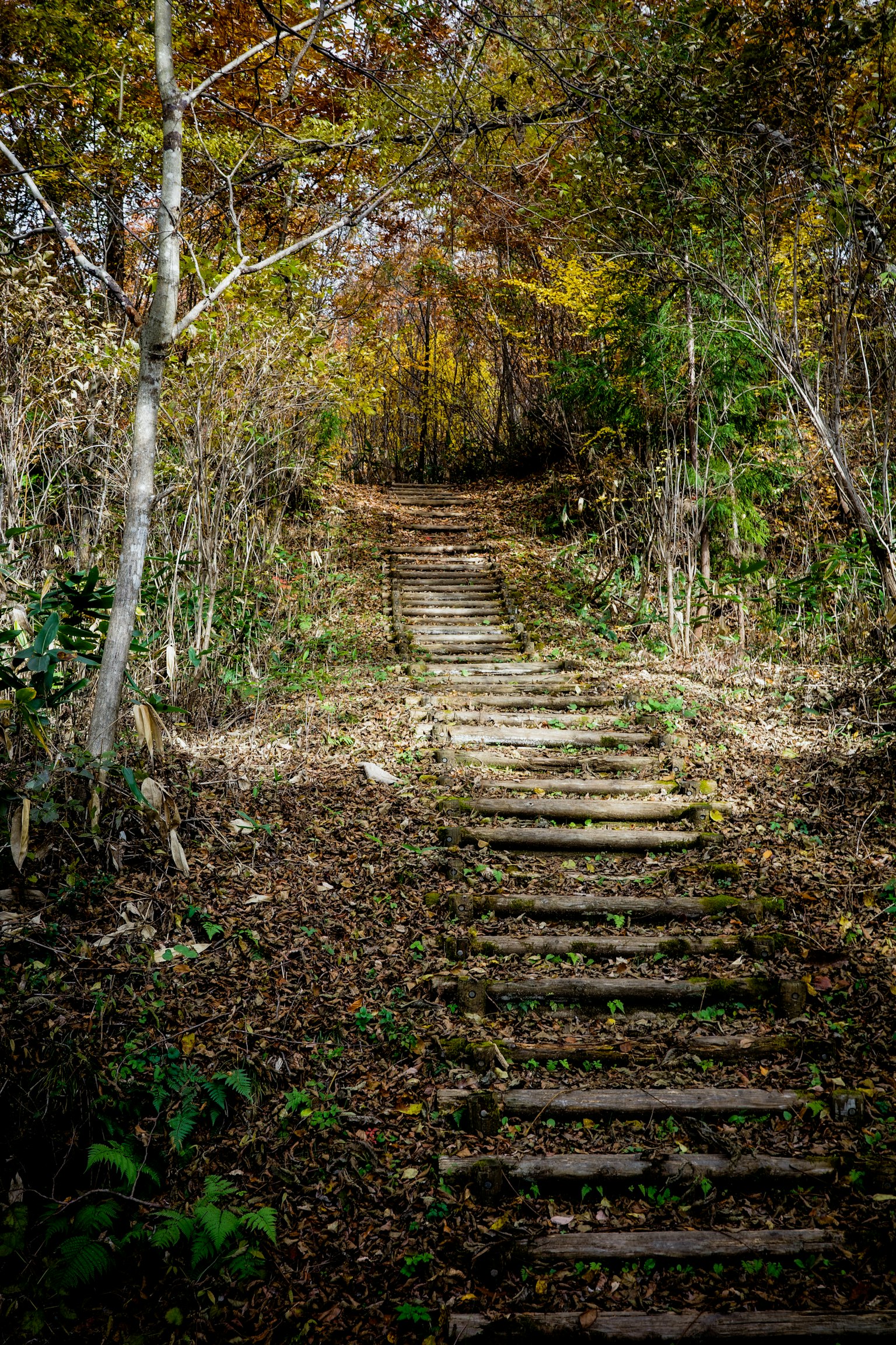 Ein Weg aus Holzstufen, der durch Bäume mit verstreuten Herbstblättern führt