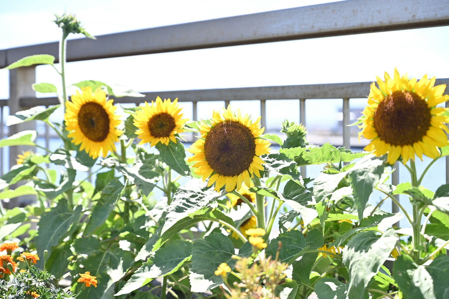 Una vibrante exhibición de girasoles en un jardín
