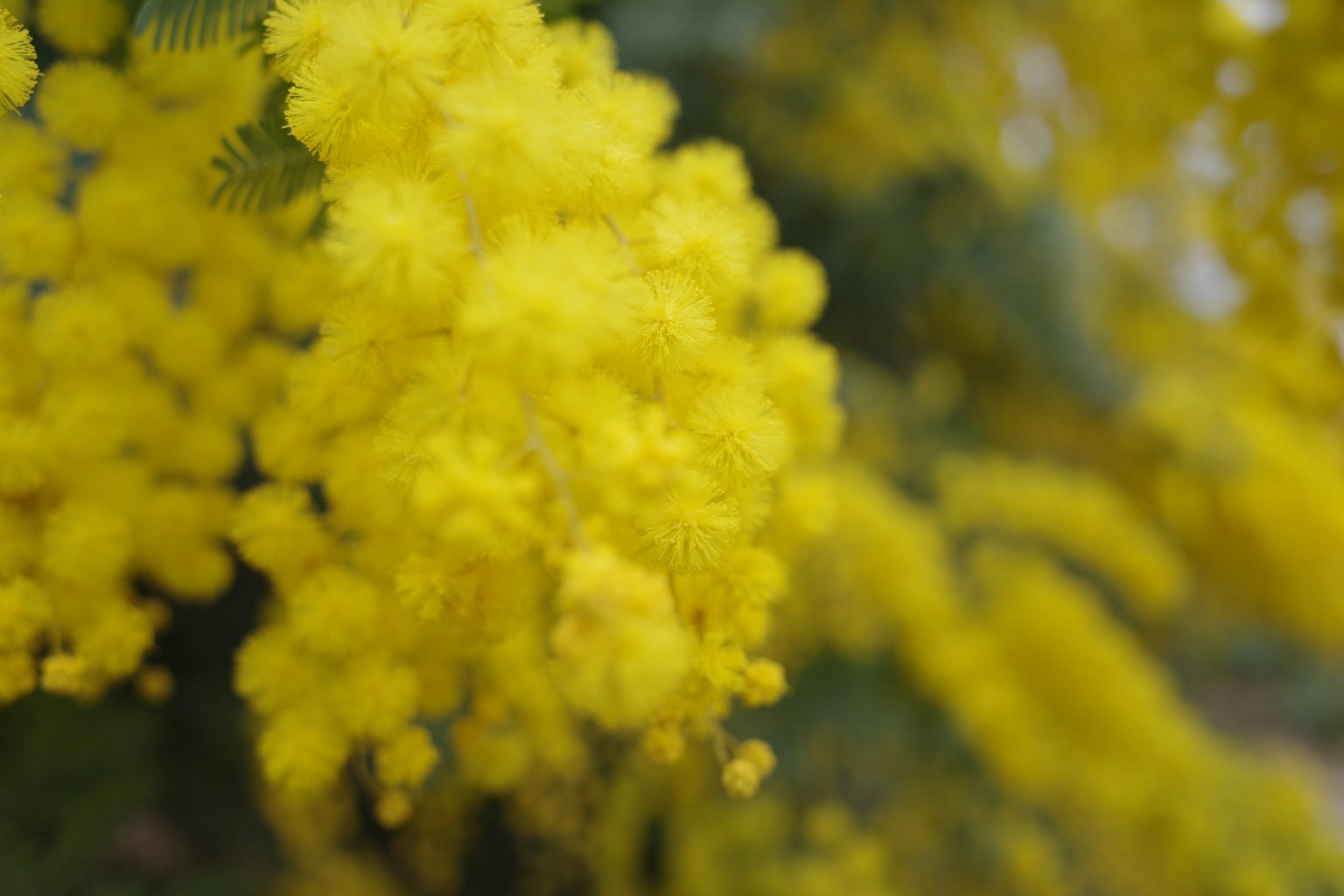 Bunga mimosa kuning cerah mekar