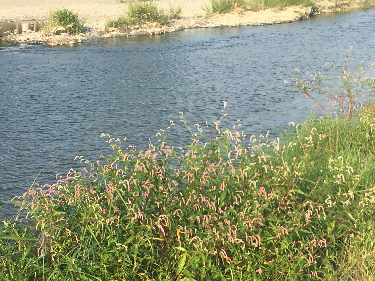 Grünes Gras mit rosa Blumen in der Nähe eines Flusses