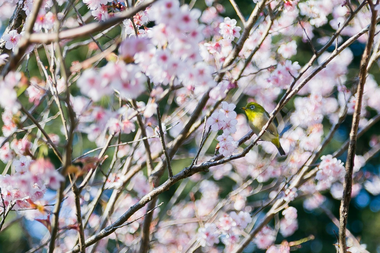 Ein kleiner Vogel versteckt zwischen Kirschblüten
