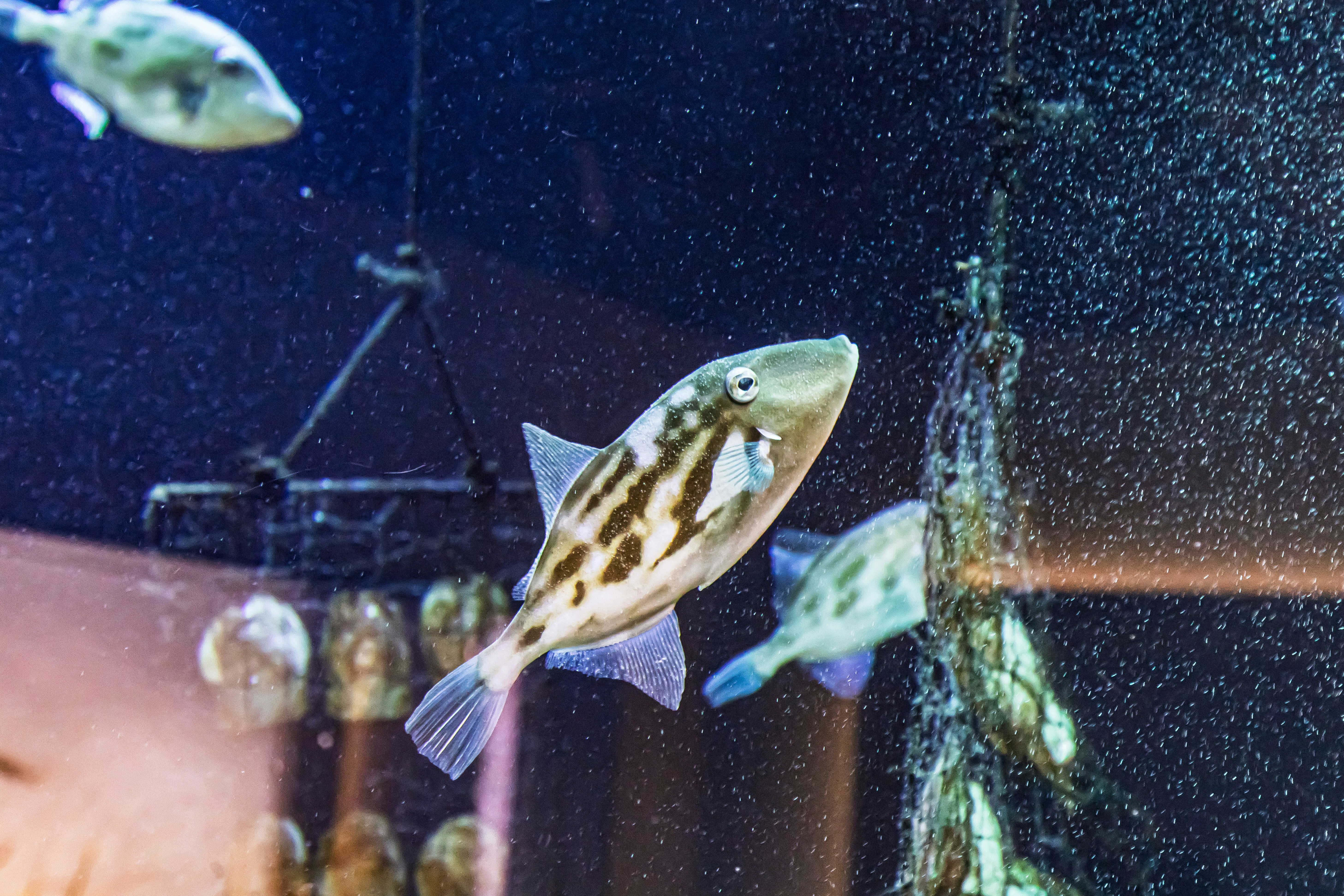 水槽の中を泳ぐ魚の群れと水しぶきのある水面