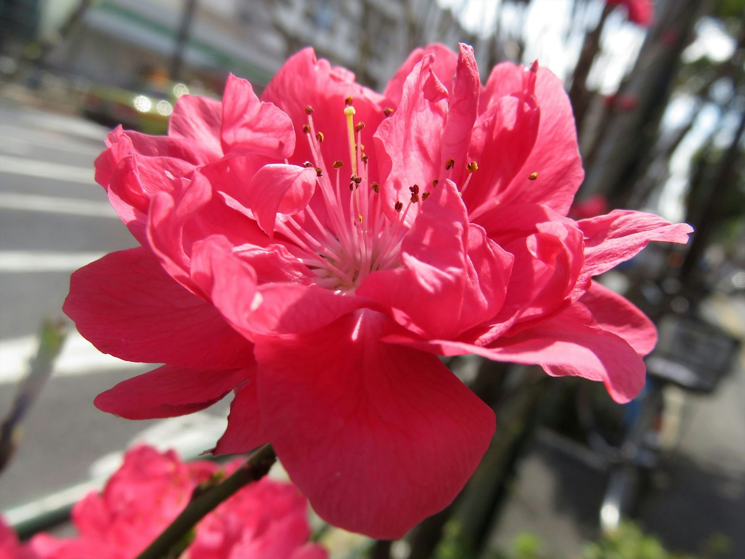 ดอกไม้สีชมพูสดใสกำลังบาน