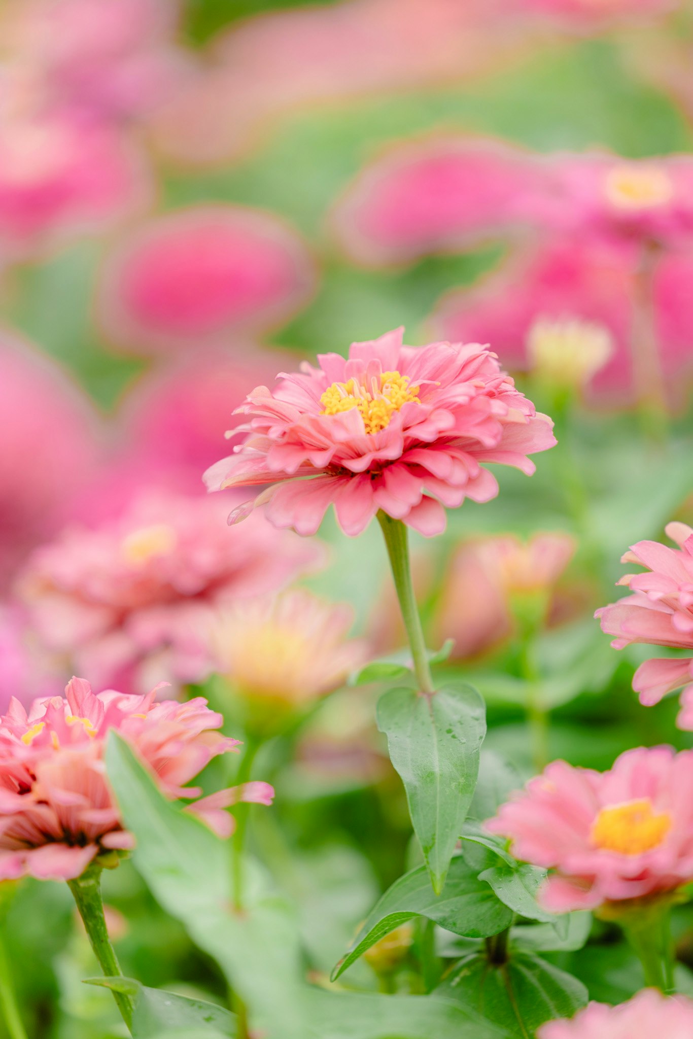 ピンクの花が咲き並ぶ花畑のボケ背景