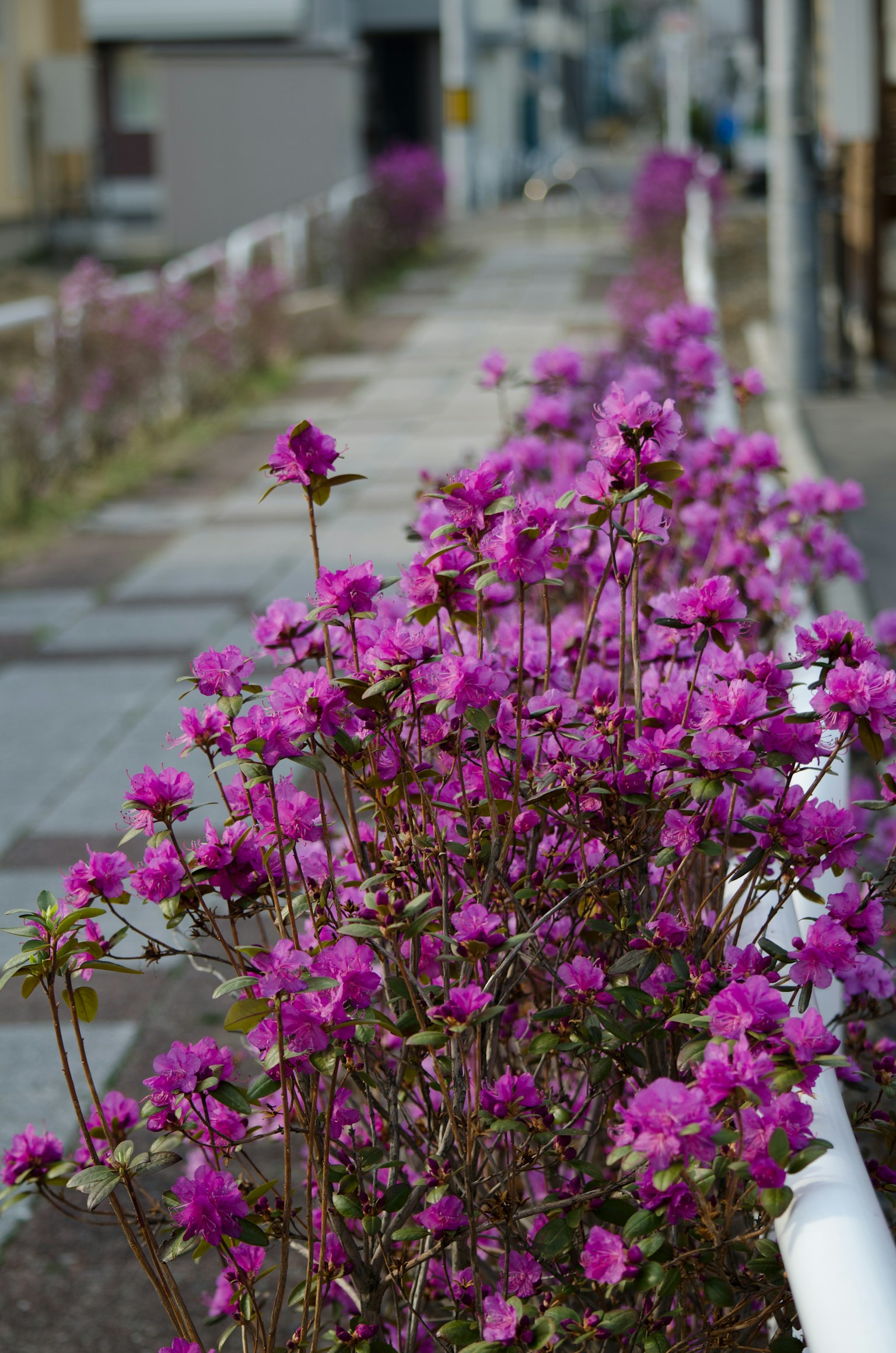 Fiori viola vivaci che fioriscono lungo un marciapiede