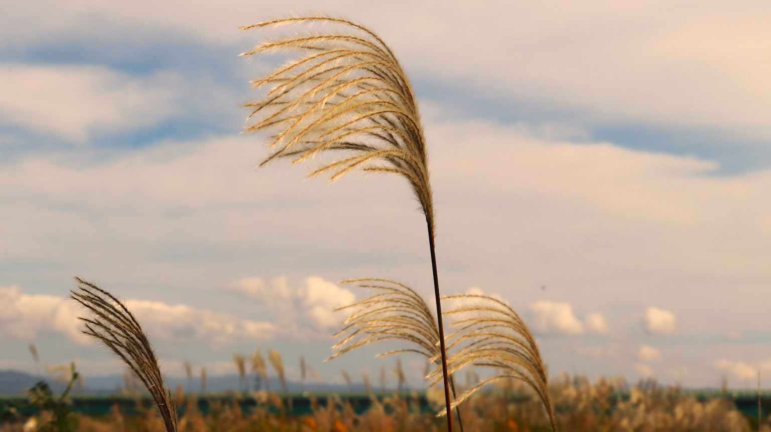 Nahaufnahme von Grashalmen, die im Wind wehen