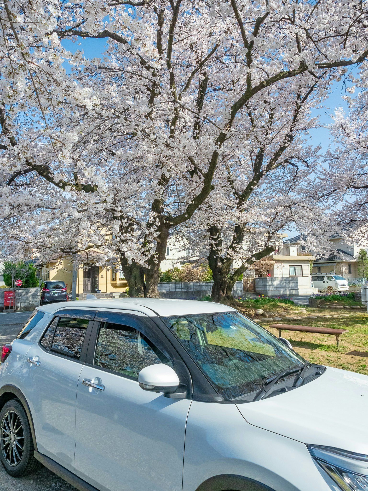 桜並木の下に停まる青い車のある住宅街の風景